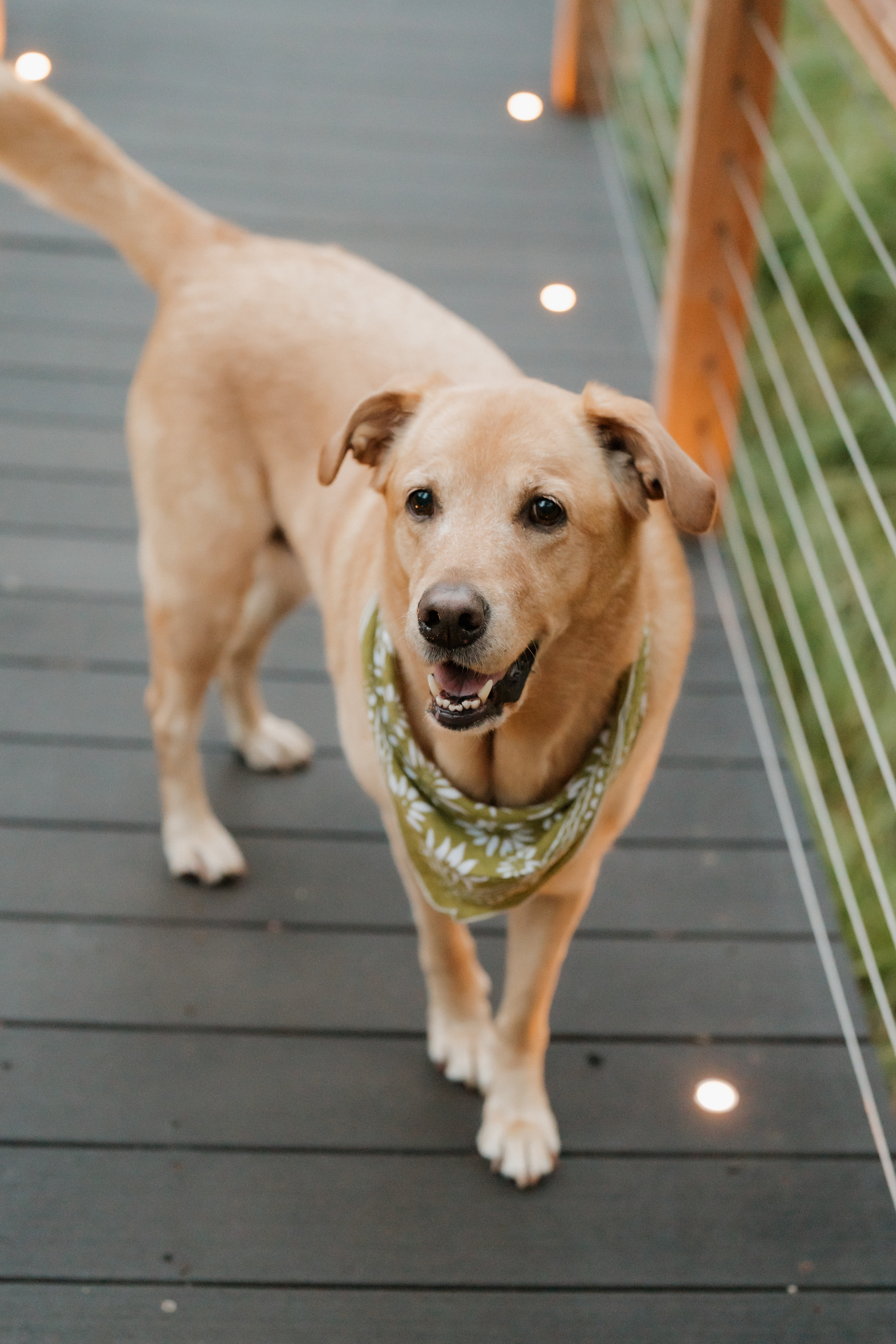 Aspen Forest in Evergreen Colorado