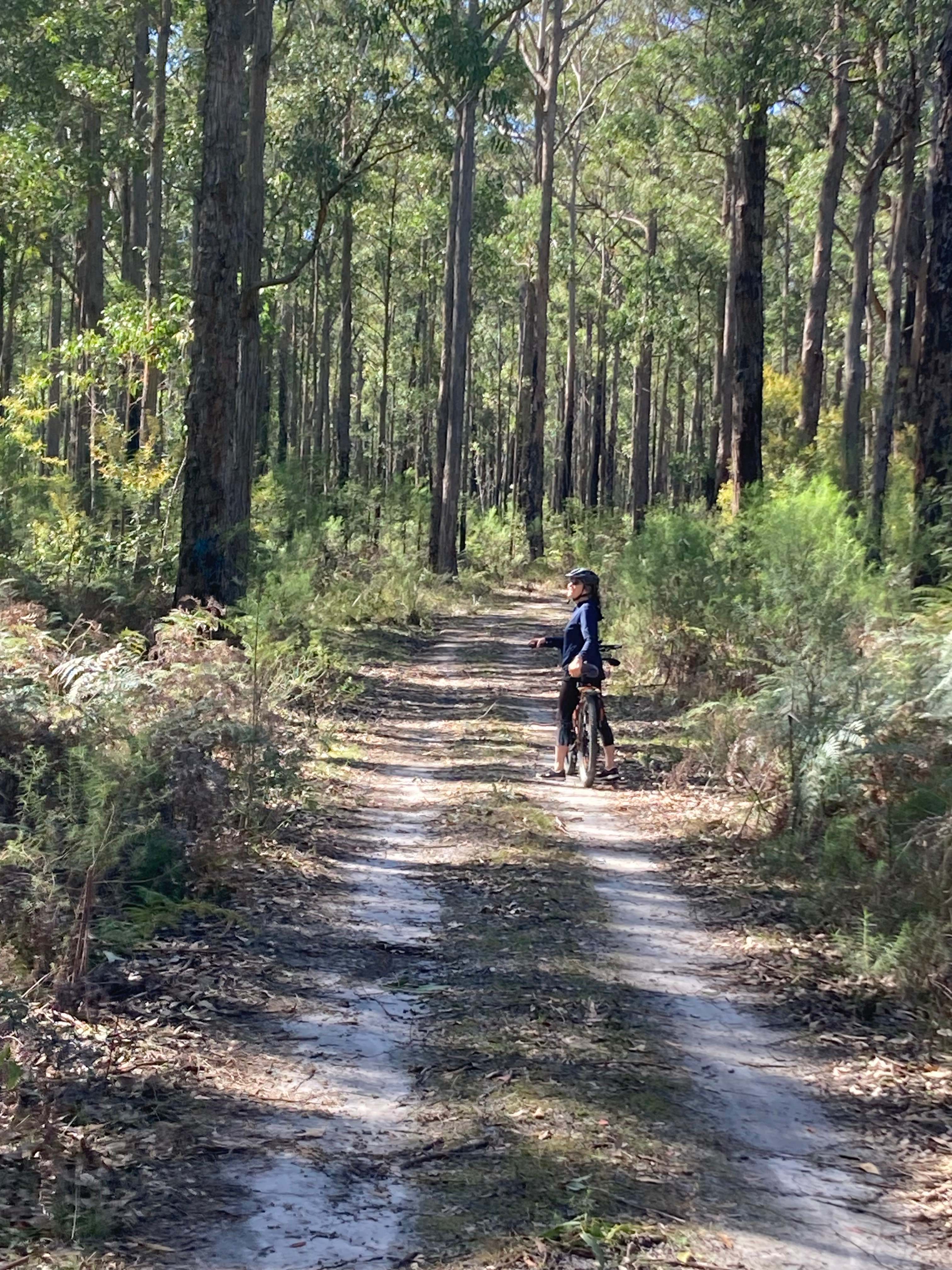 Macadamia Bush Haven