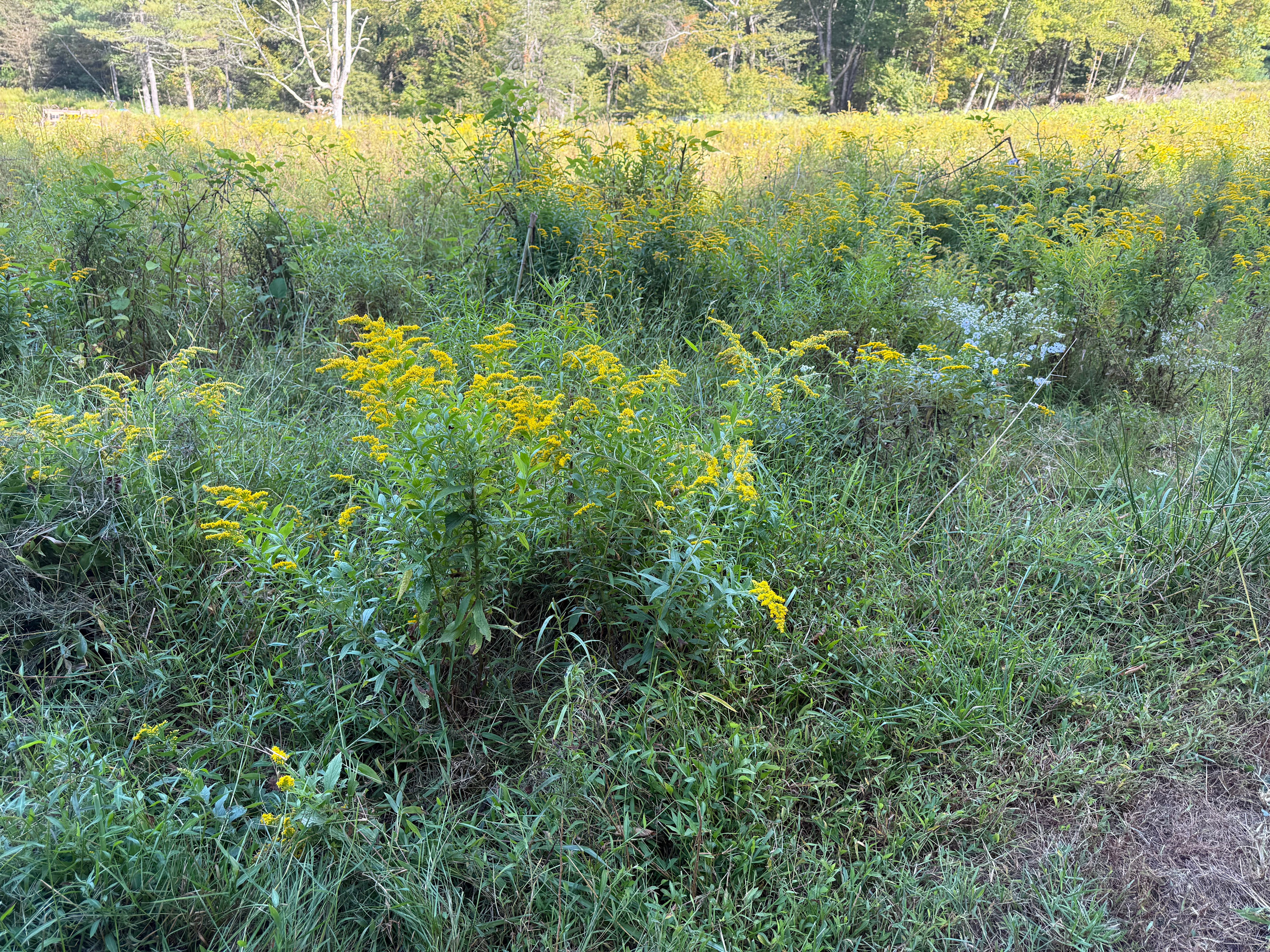 Brandy Brook Pines