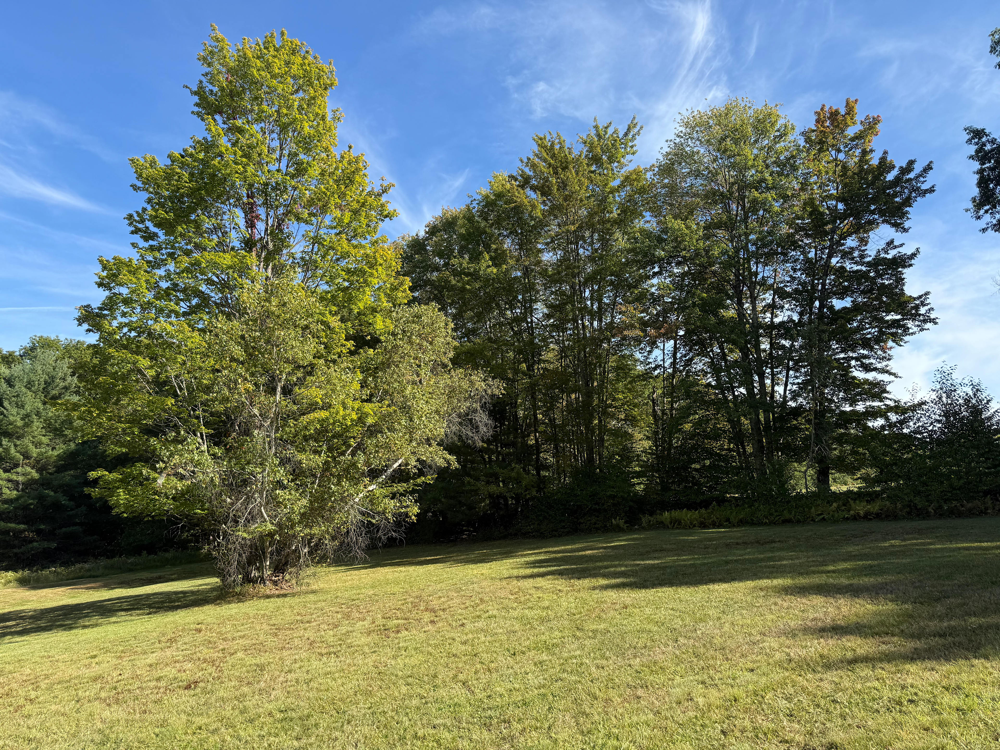 Brandy Brook Pines