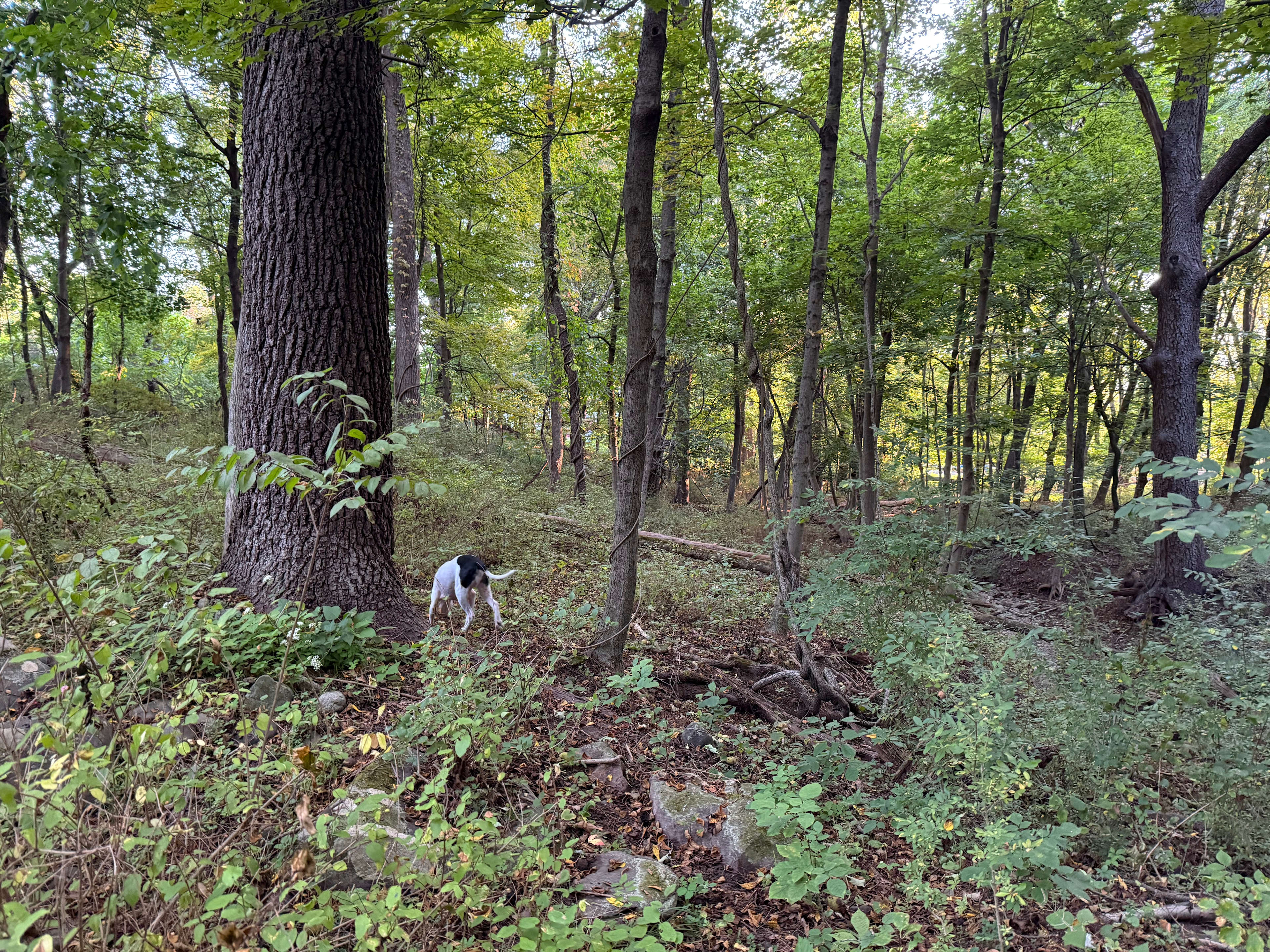 1.  Robin's Hood    2.  Lola's Loop