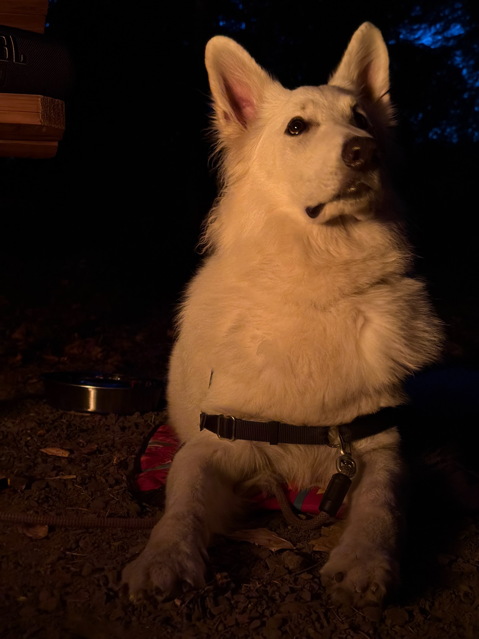 Mountain Lavender Escape