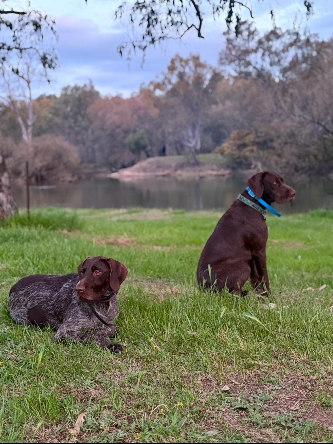 Willowbank on the Murray