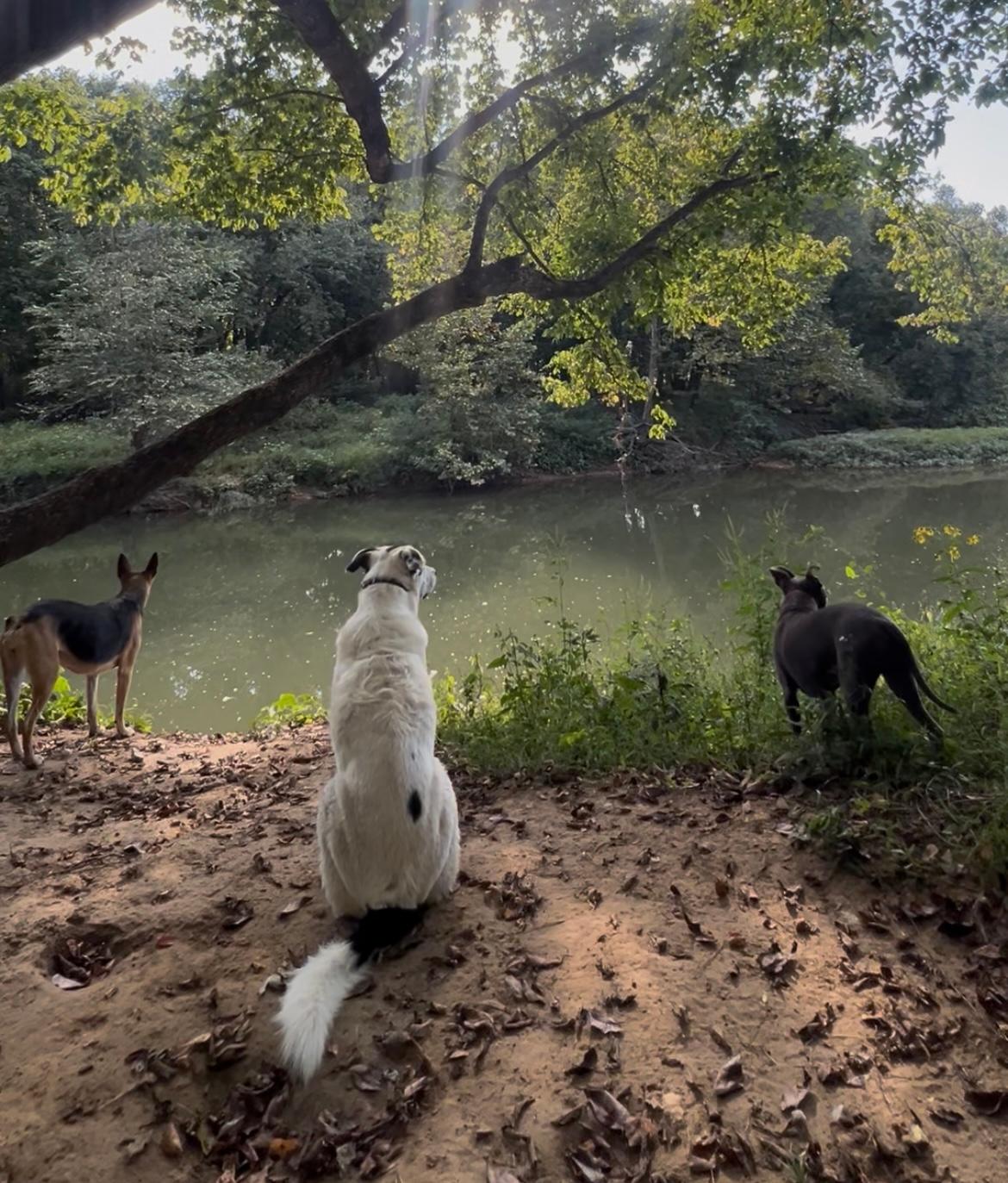 Illinois River Paradise | 60 Acres