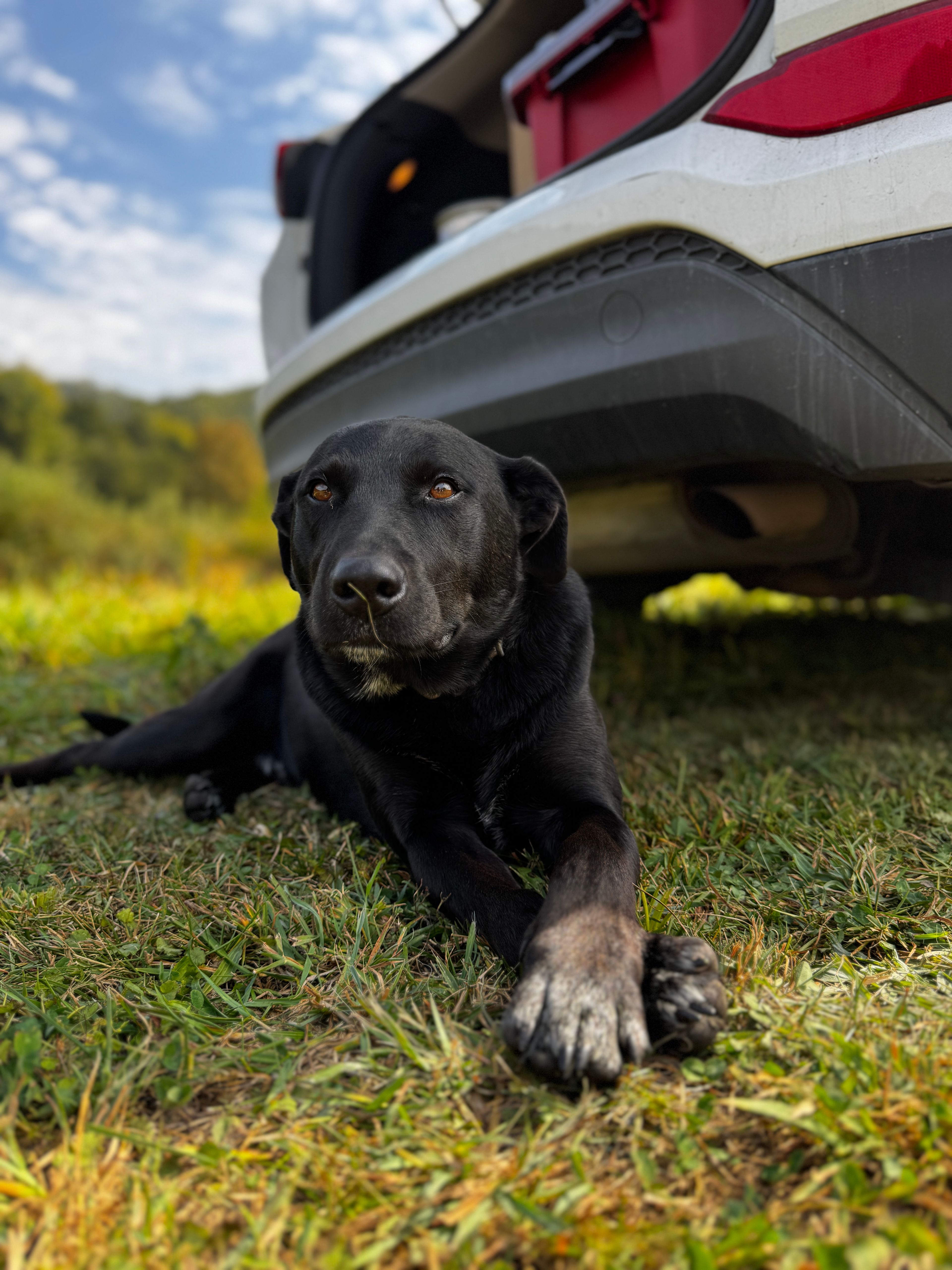 Best four legged host! Lol