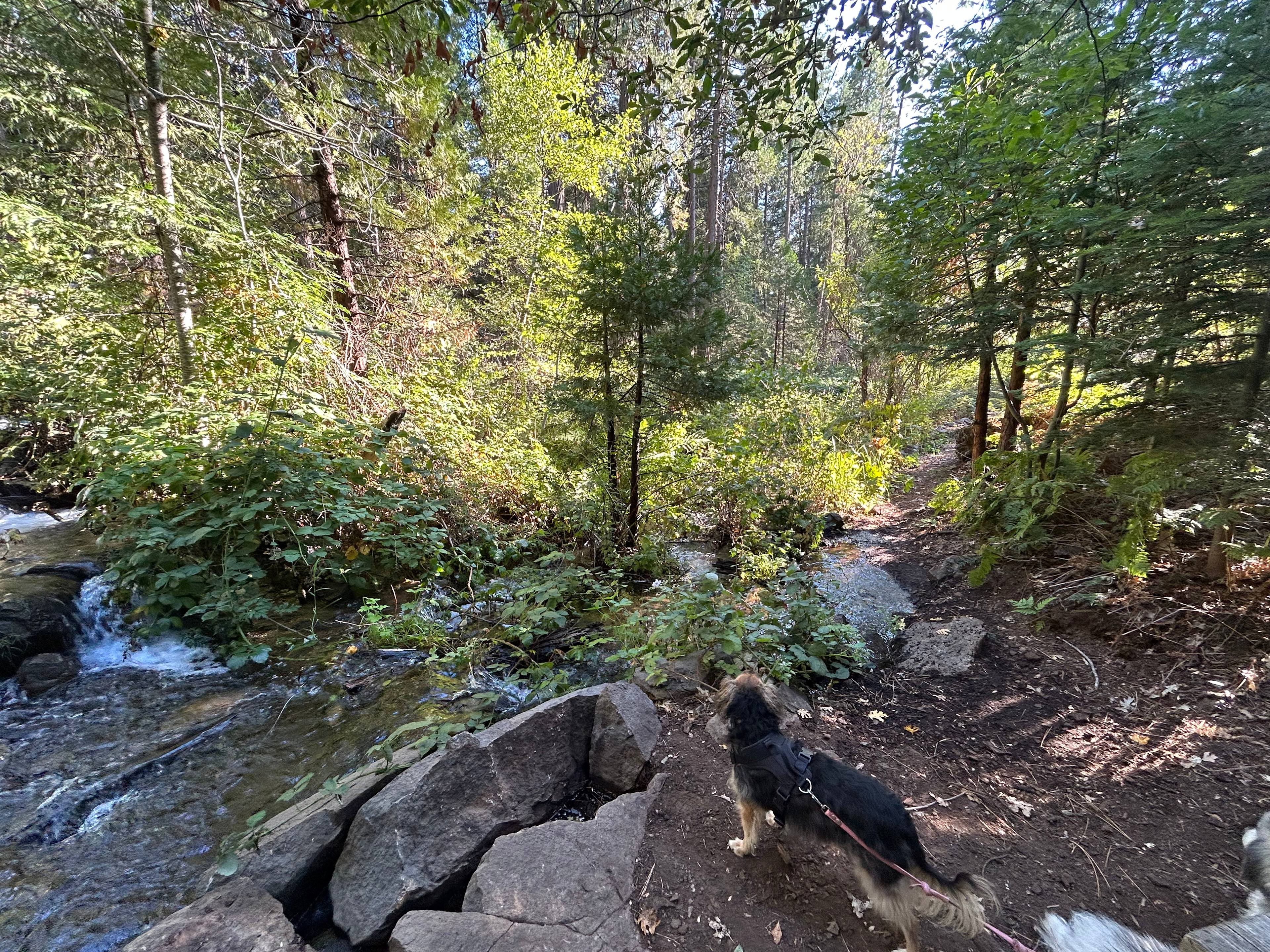 Bigfoot Lodging Vacation Rentals