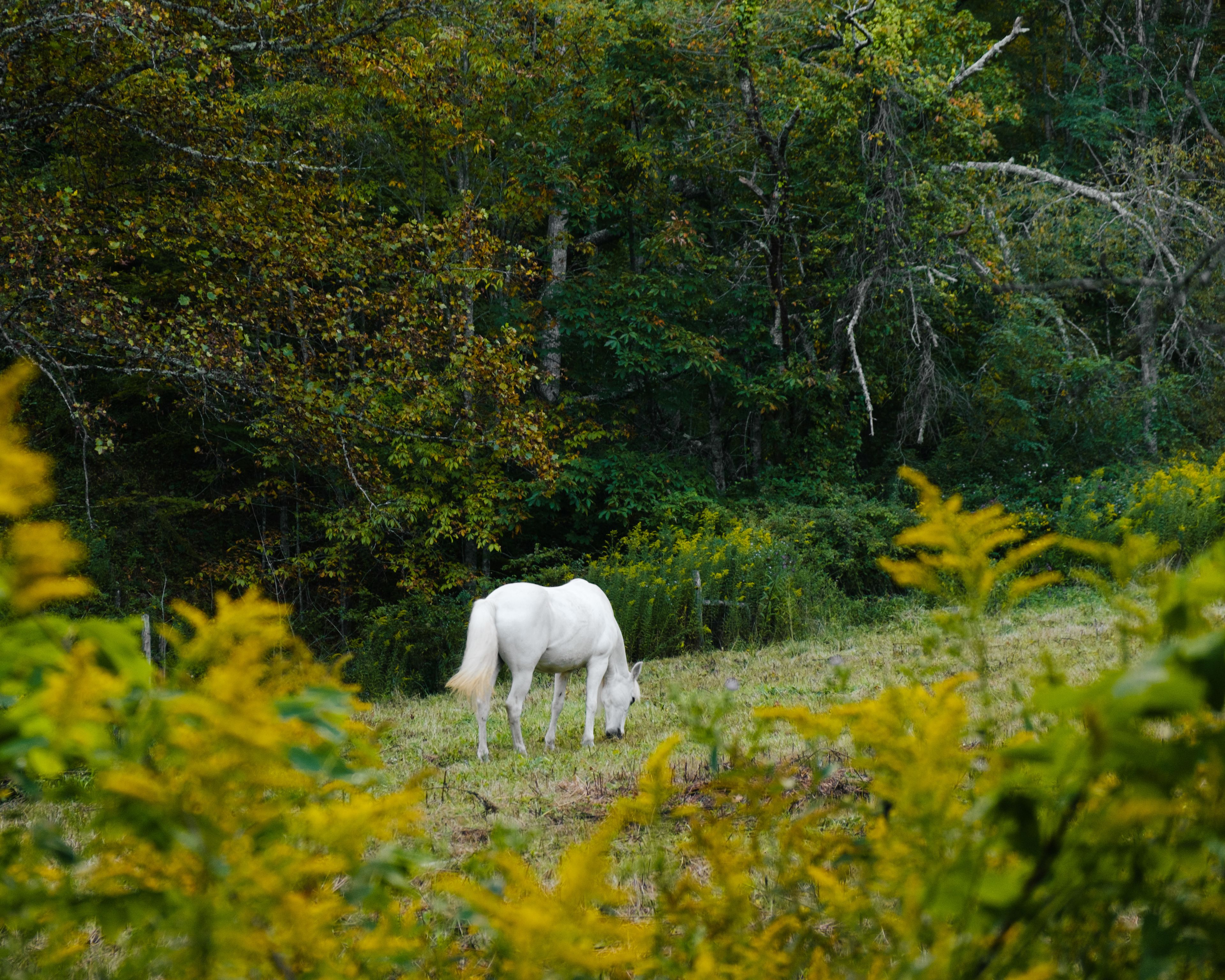 horses and wildflowers!