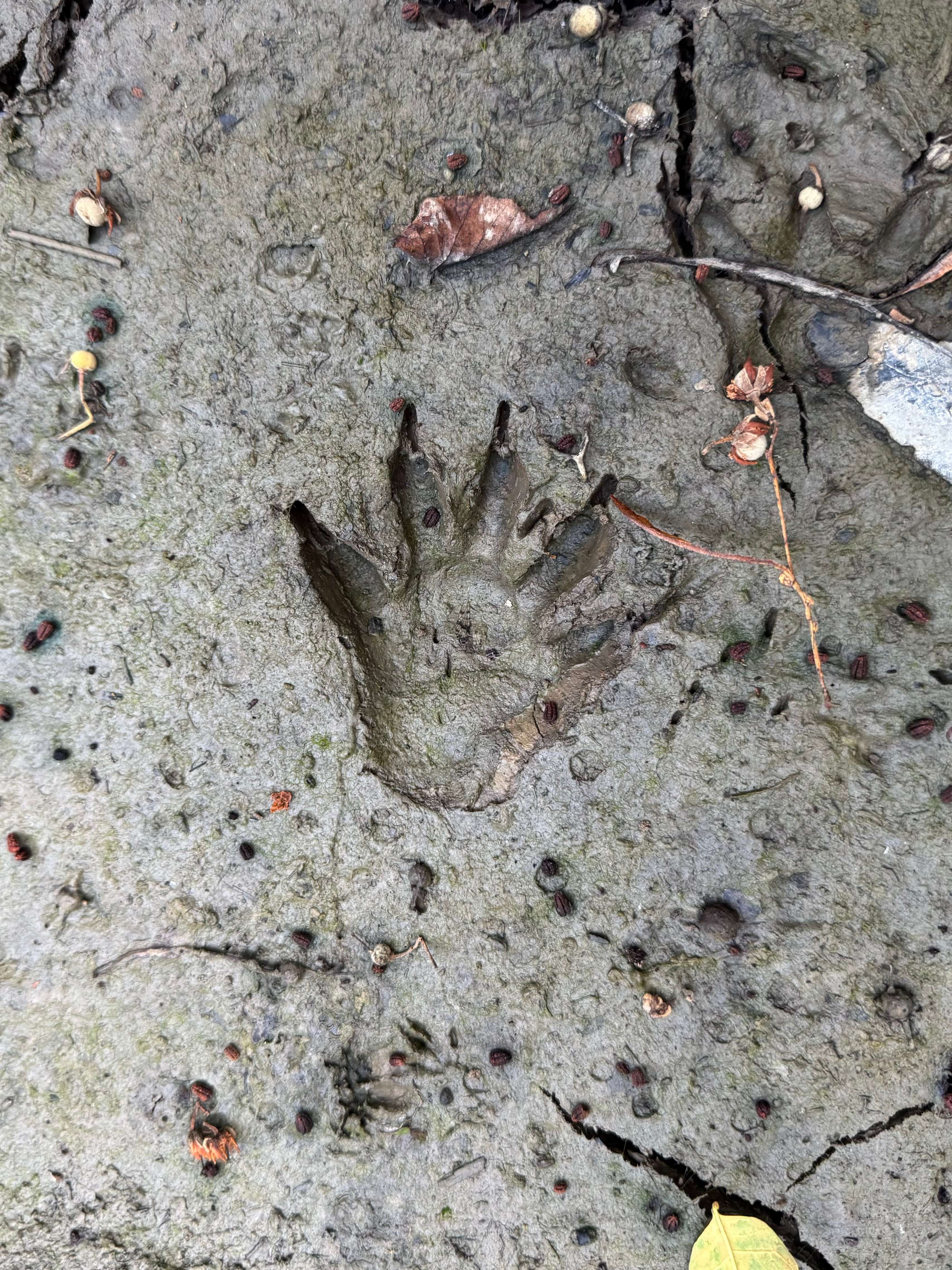 The Nests At Hummingbird Hills