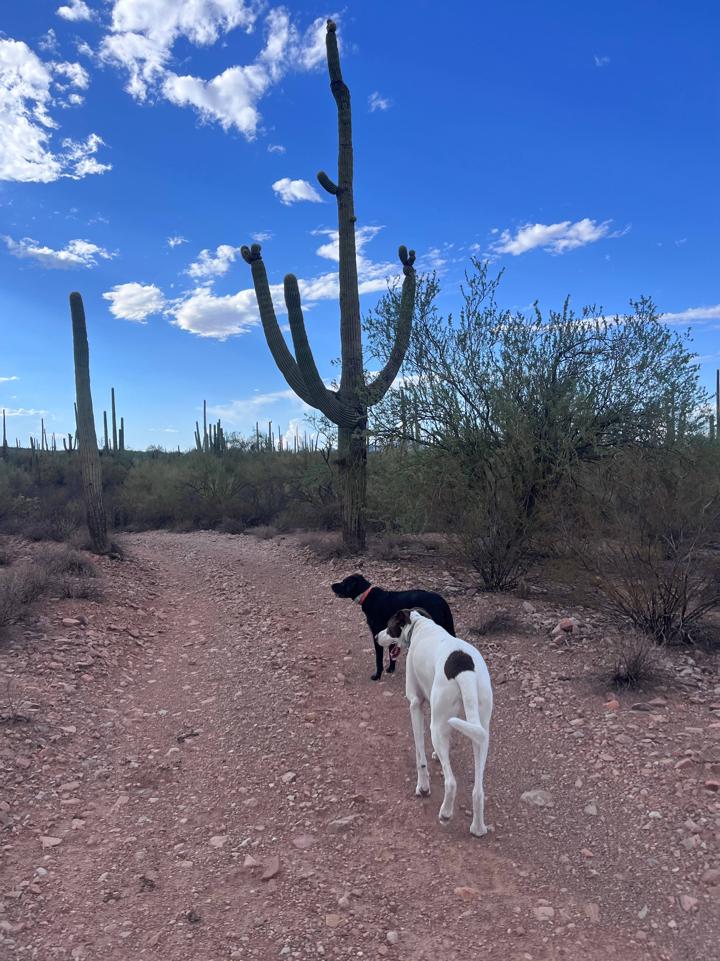 SaguaroGlamp, near Saguaro NP