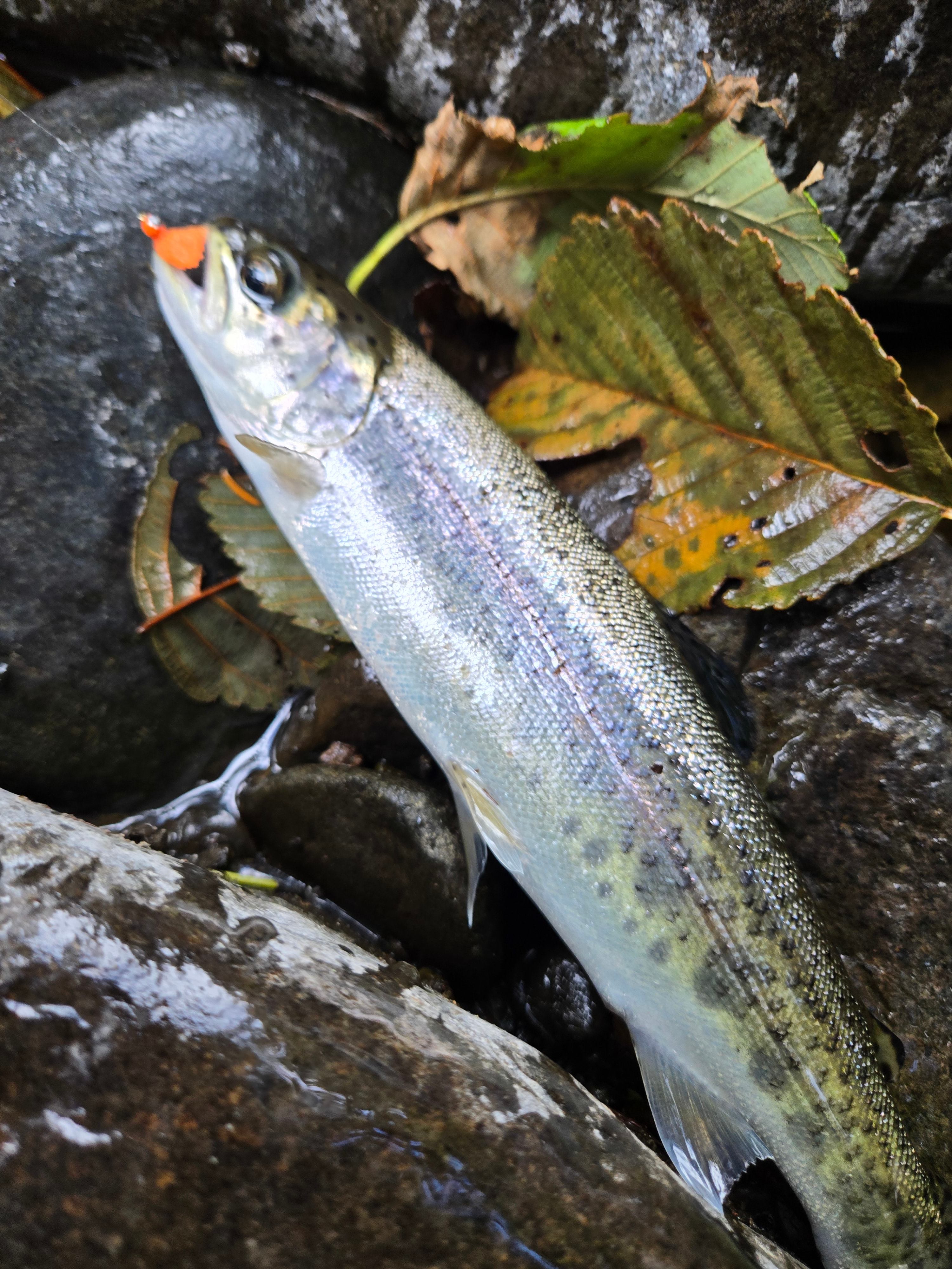 Caught at the bottom of the river trail. 