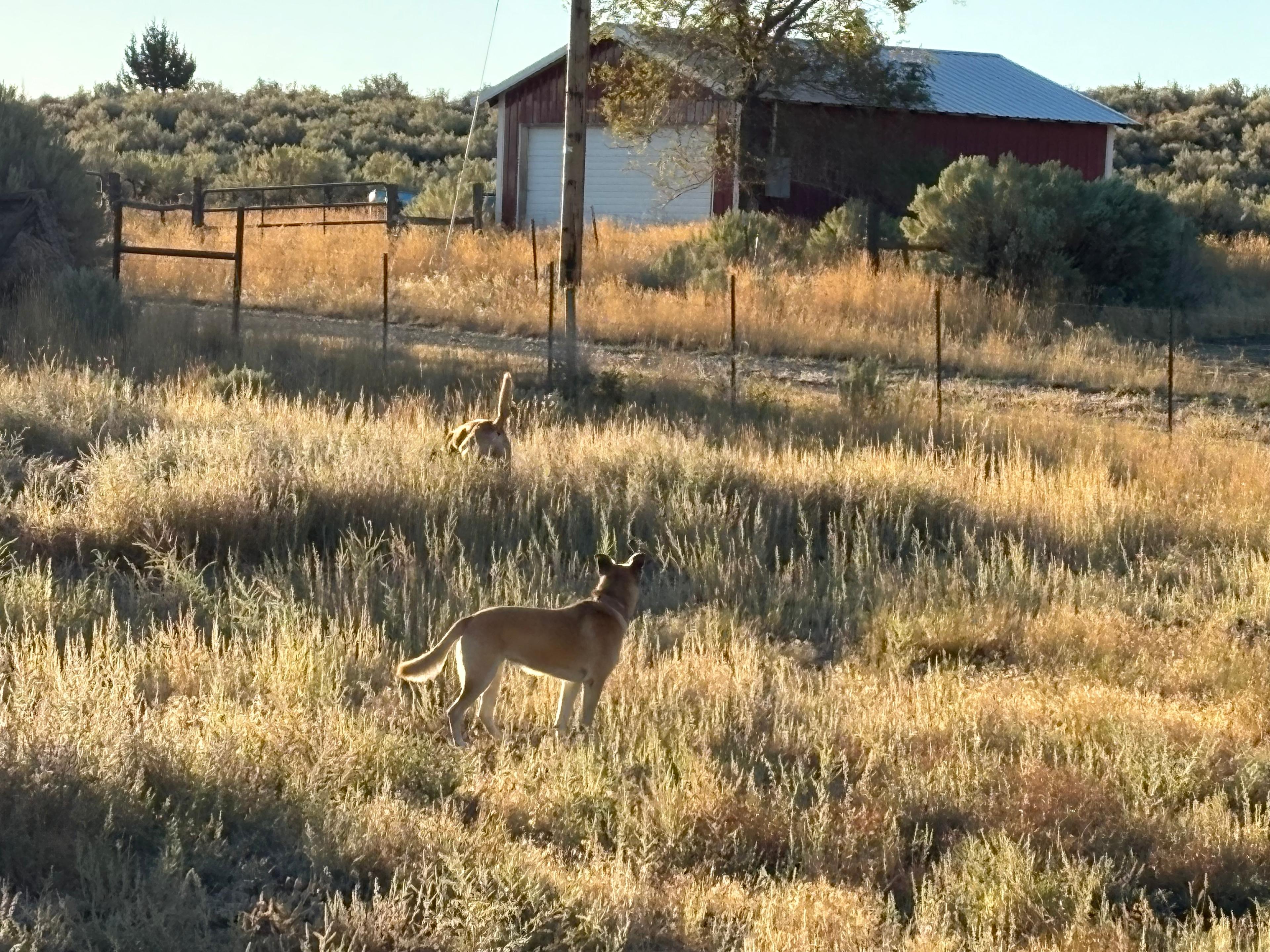 Lots to do for curious dogs! 