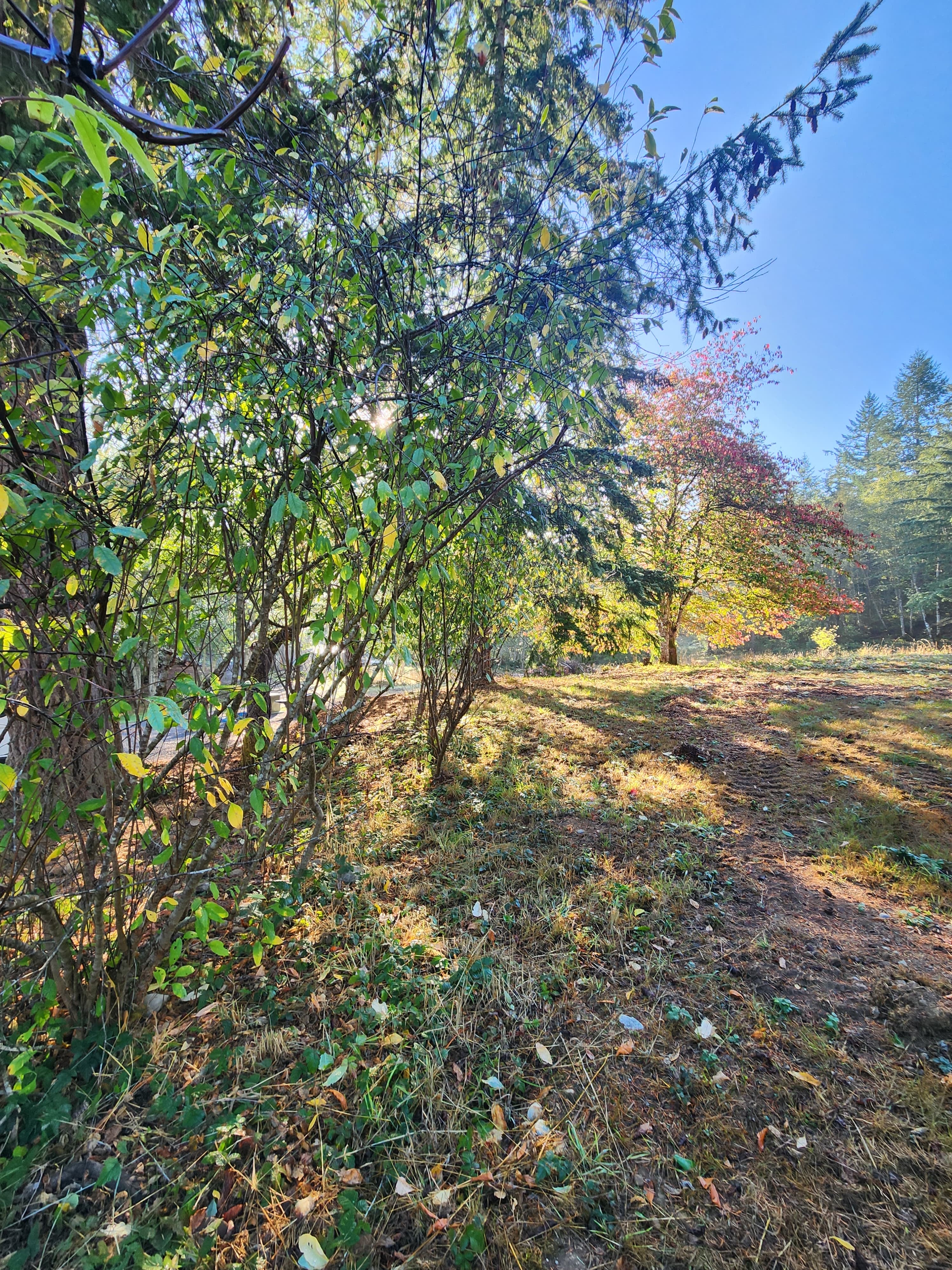 Quilcene Firwoods Getaway