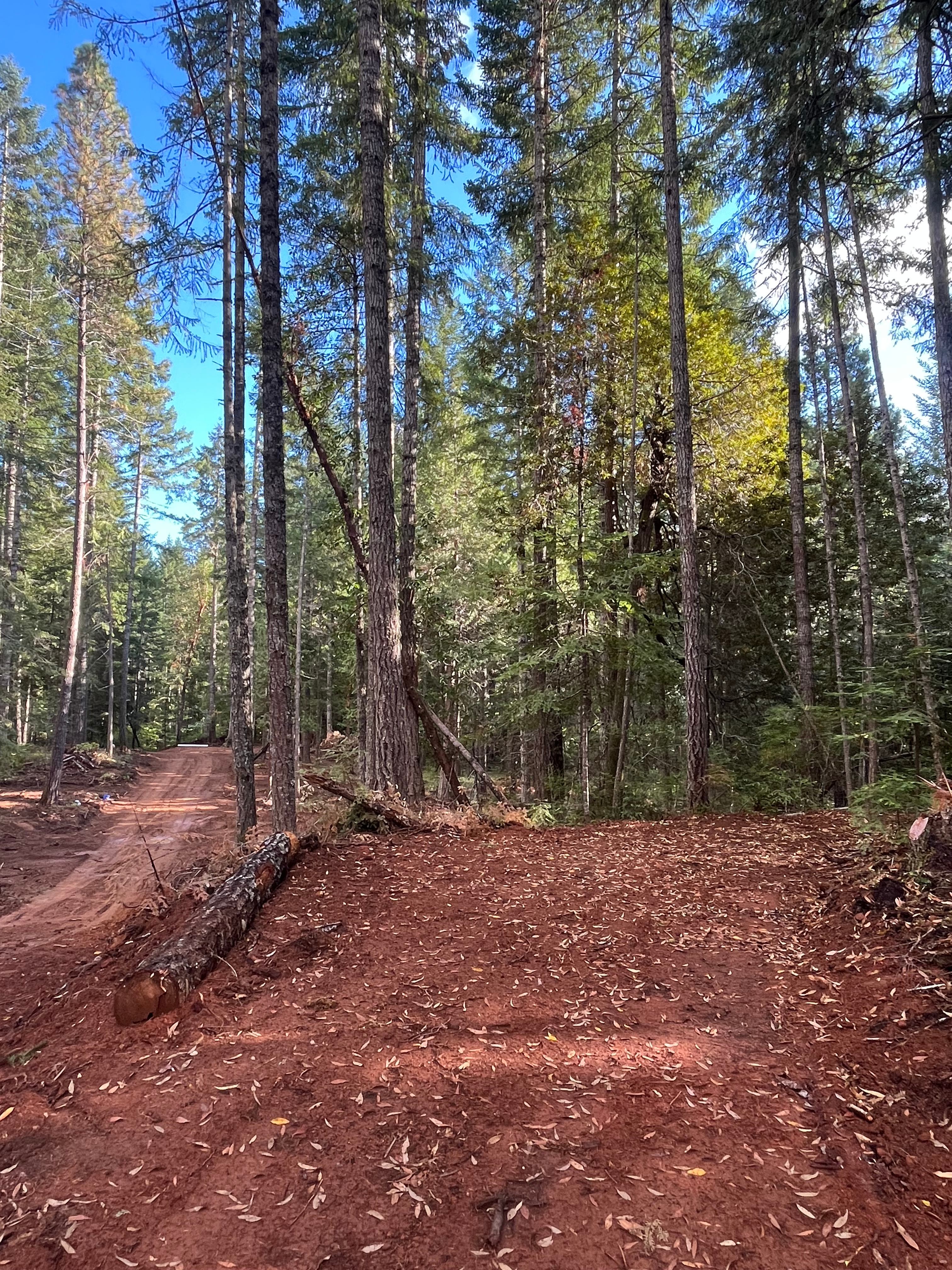 The Real Kind Of Forest Camping