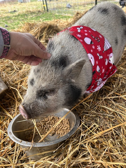 Bee Wings & Fuzzy Things