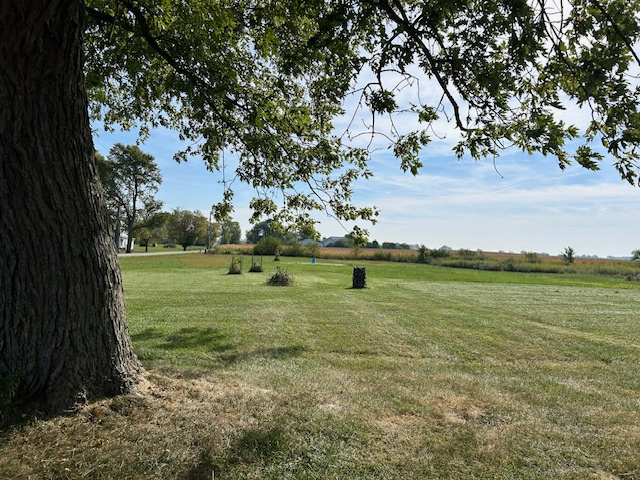 Bee Wings & Fuzzy Things