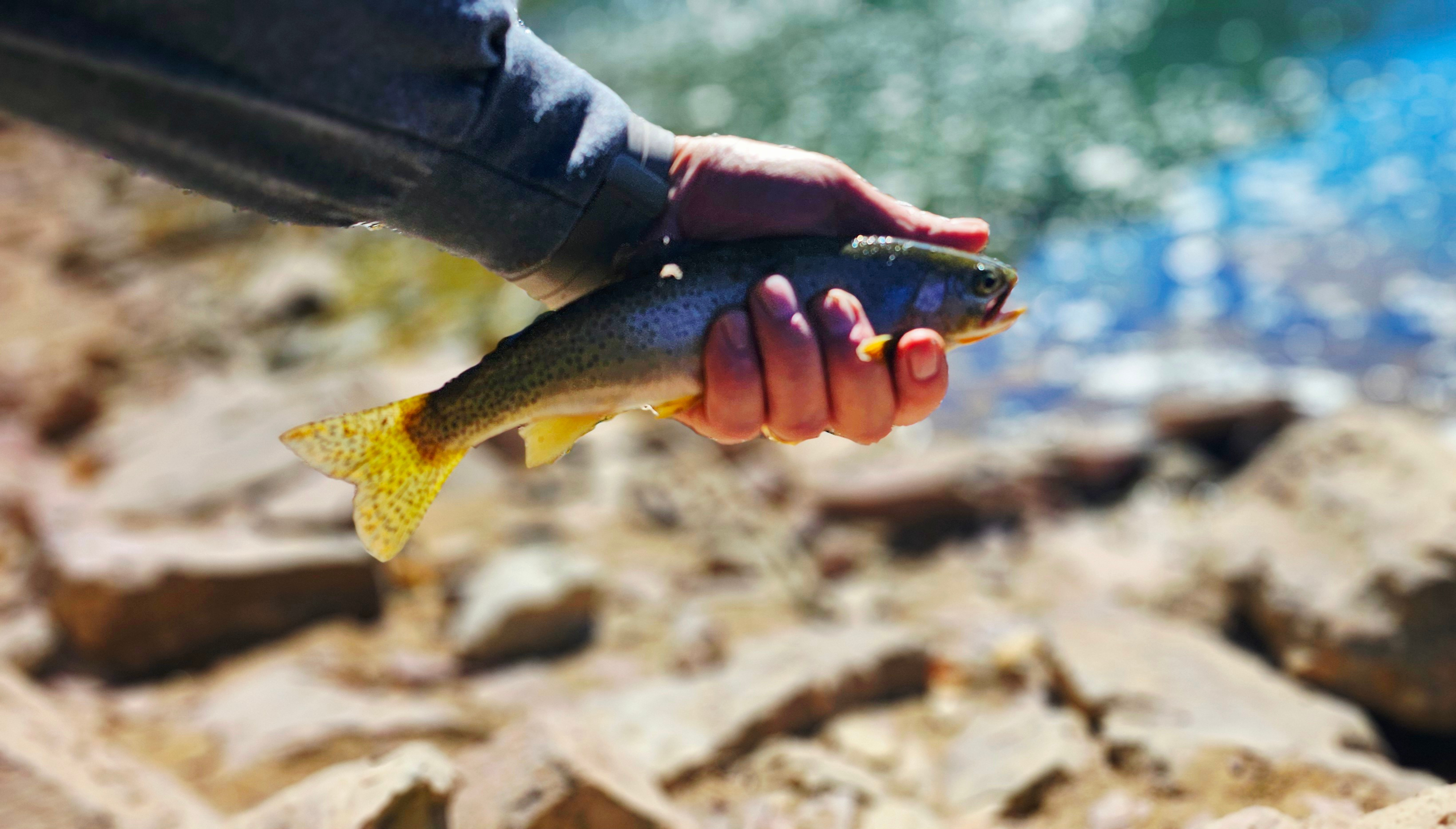 Malarky's Meadow RV spot