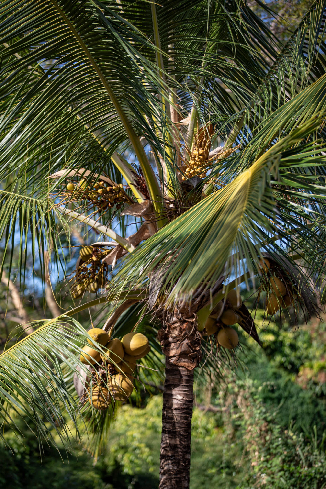 The Coconut Hut Caravan and RV Park