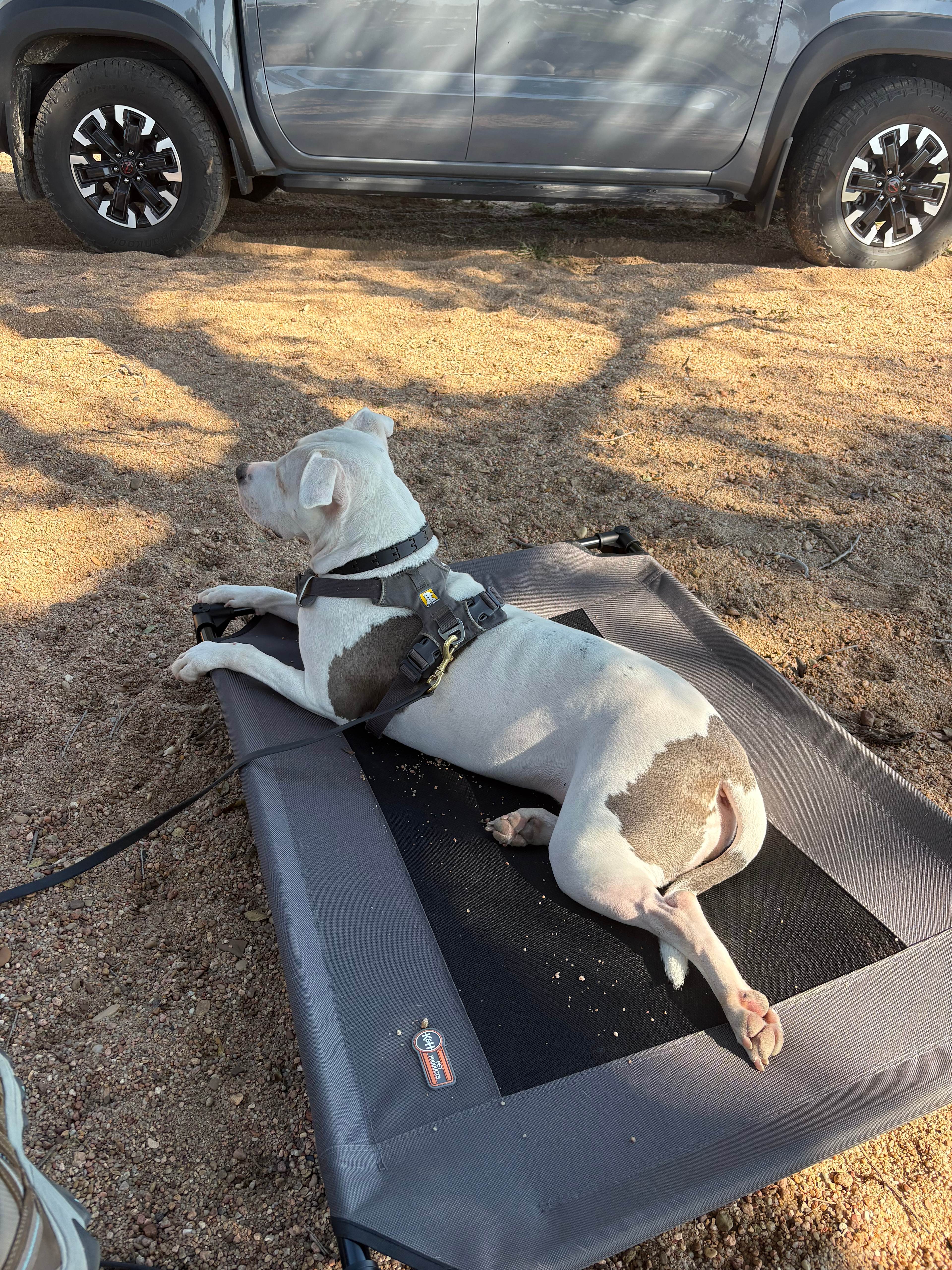Our dog was enthralled with all the animals. Just a little freaked out about the llama. Lol 