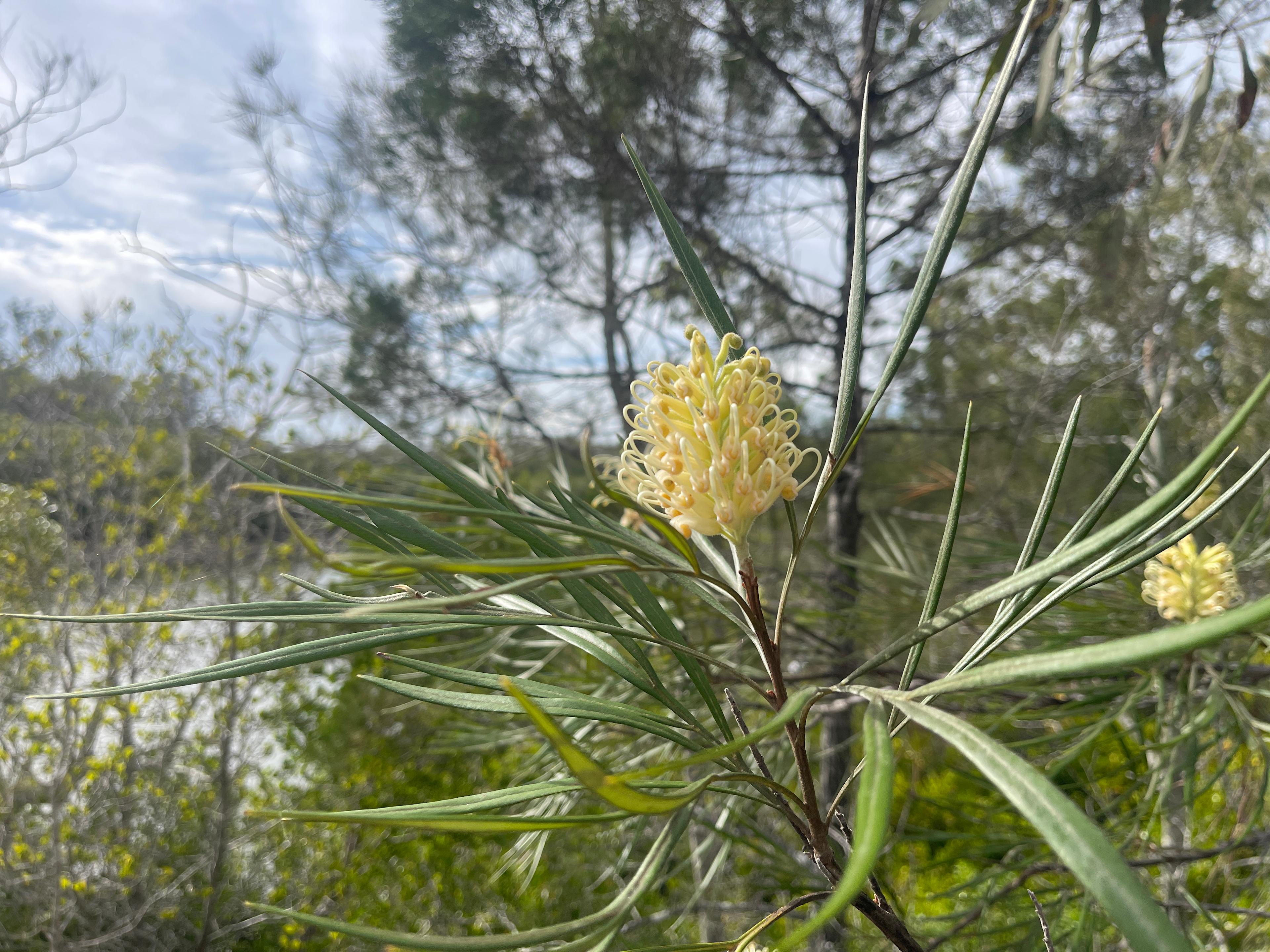 Buxton - Jekyll’s Hide