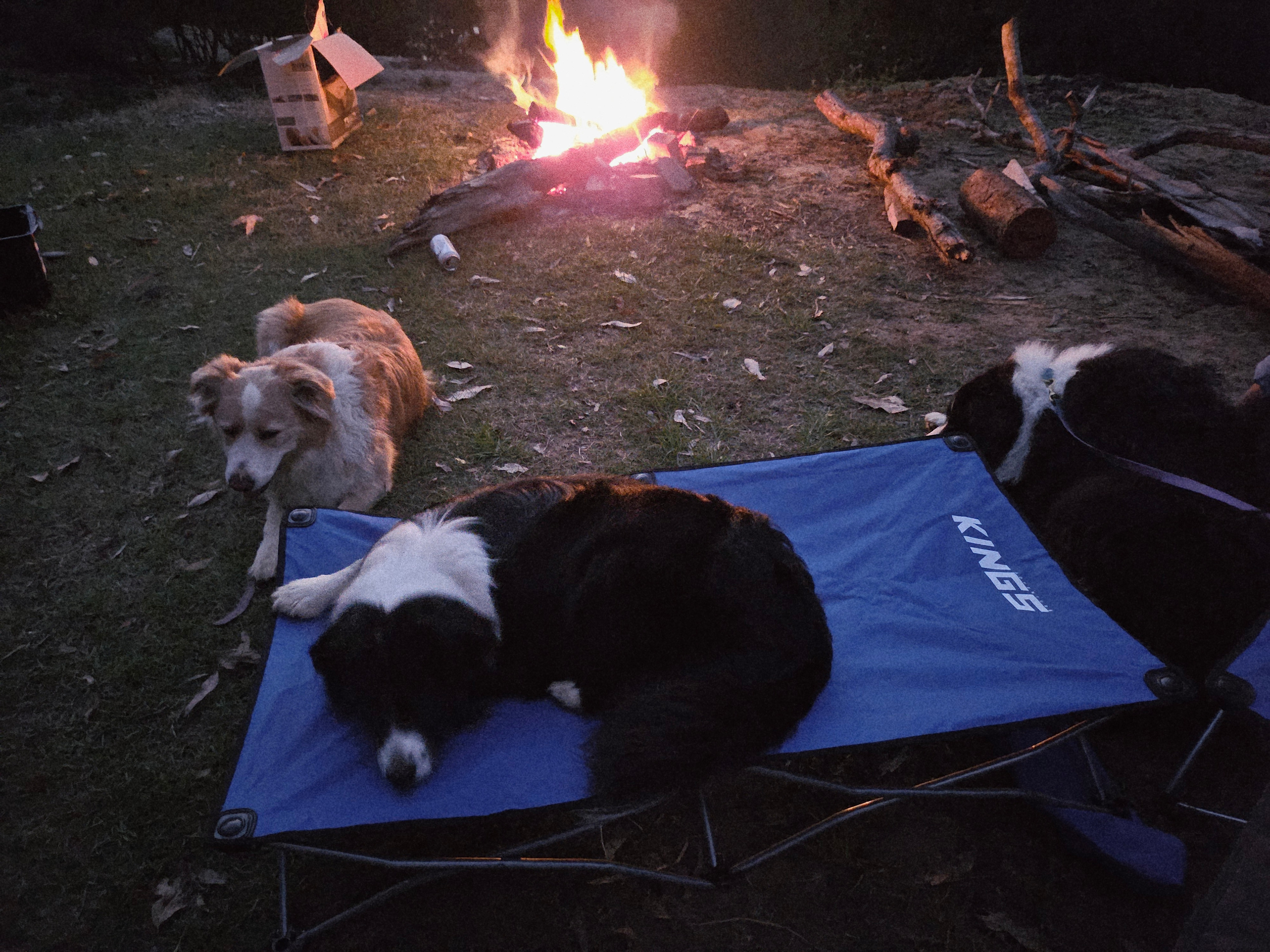 Plenty of firewood around 