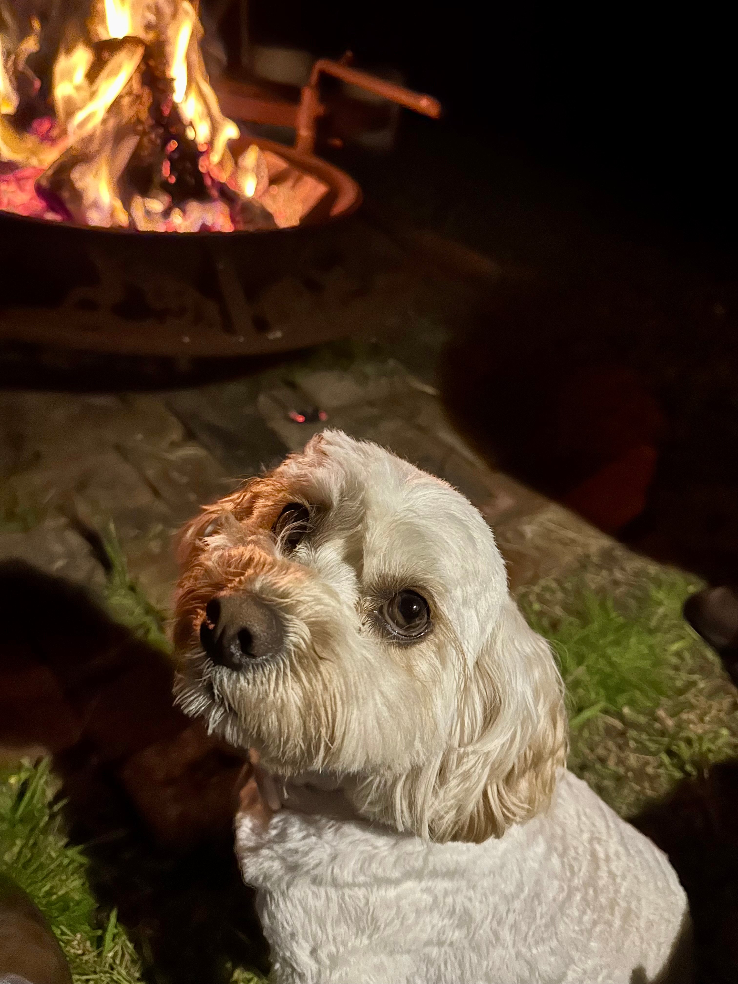 Fantastic off leash experience for doggos