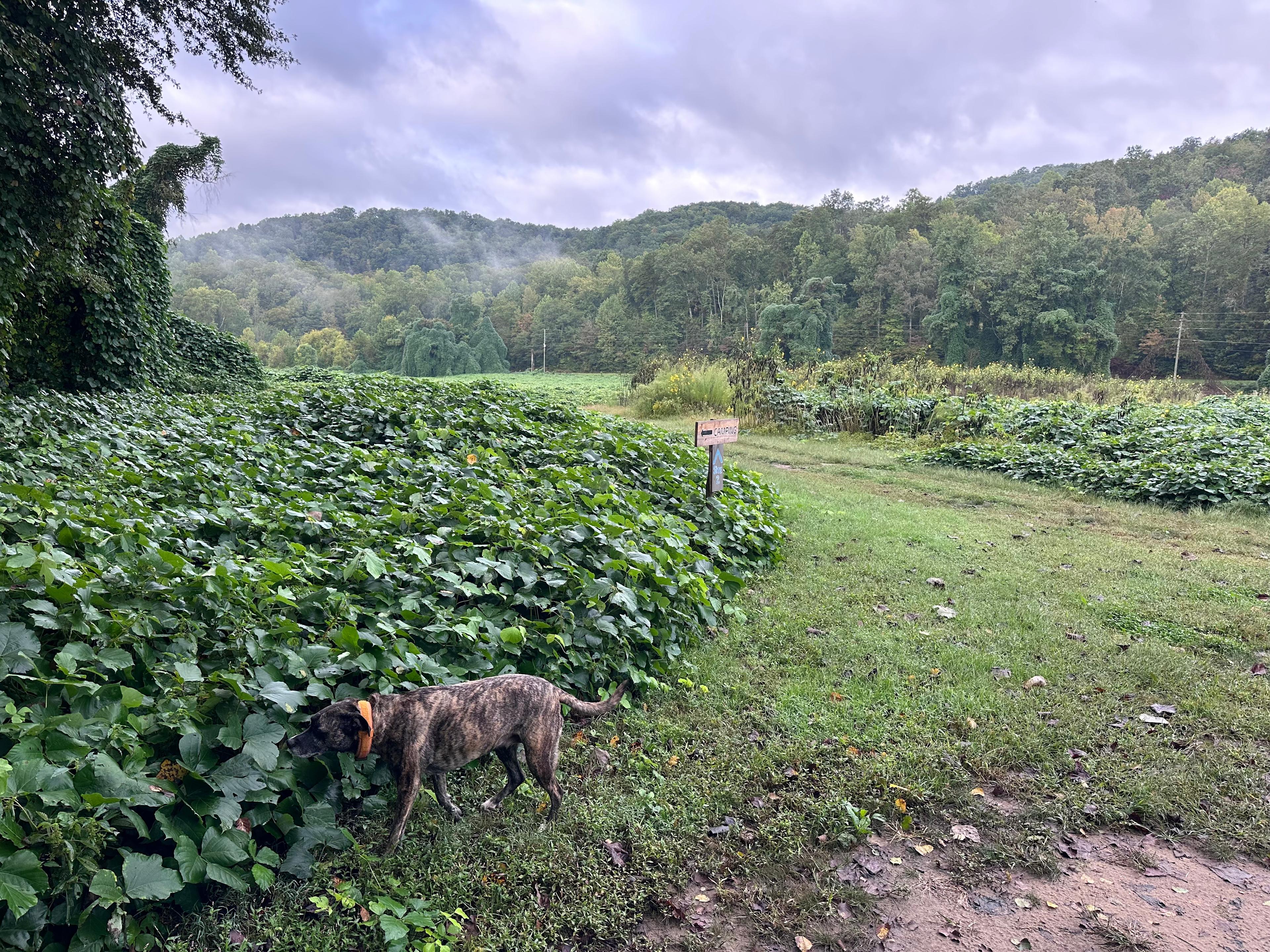 View from campsite 2 to campsite 3