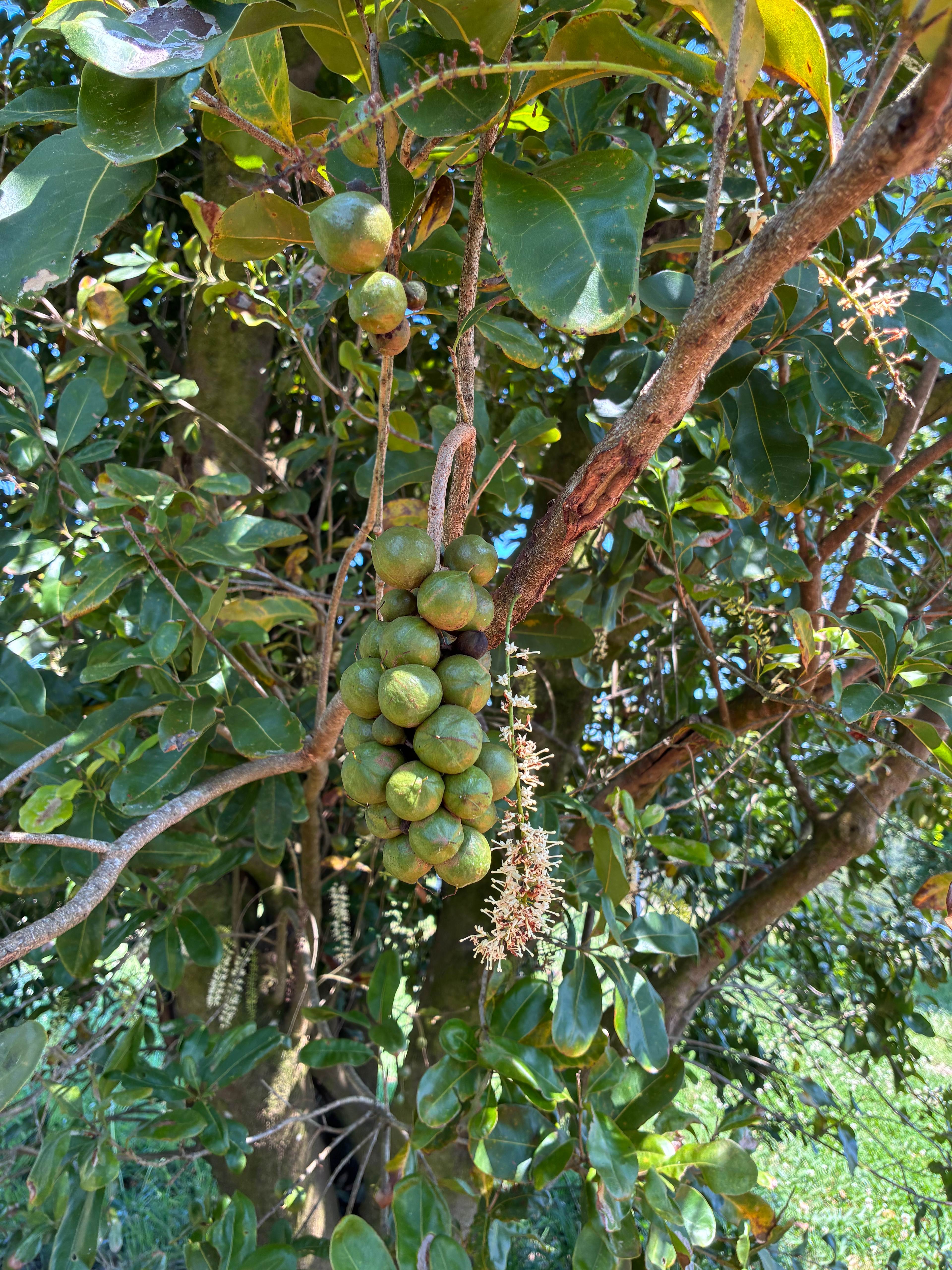 Rolling Hills Estate