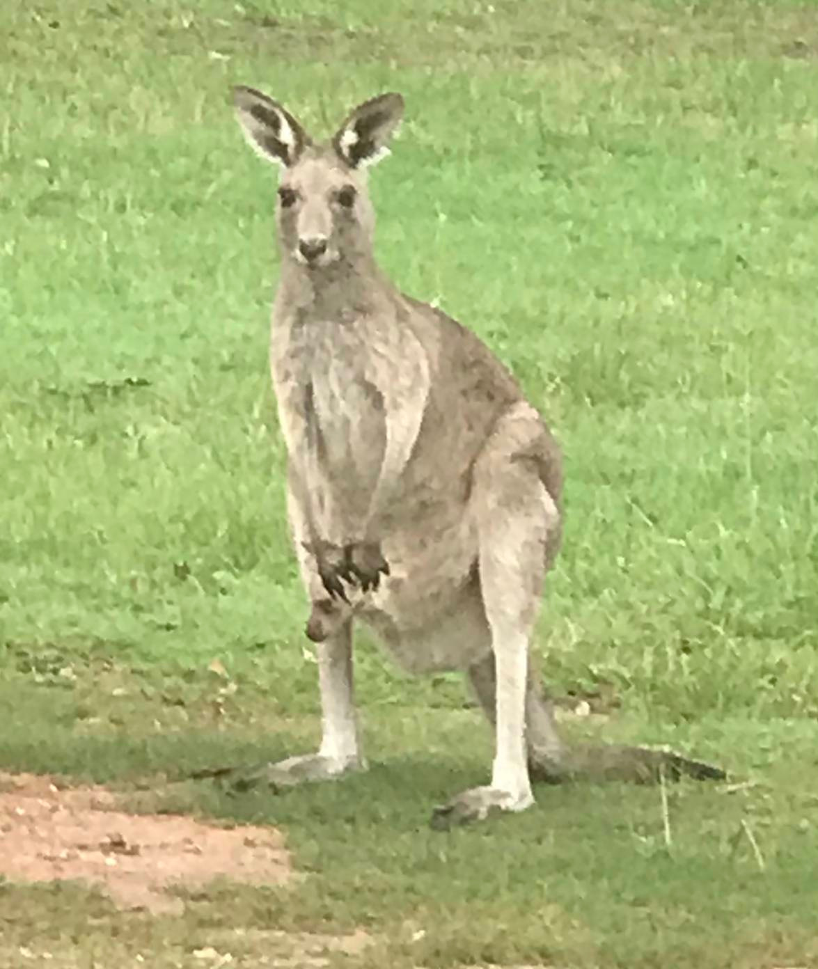 Anderleigh Winery By Fu's Farm