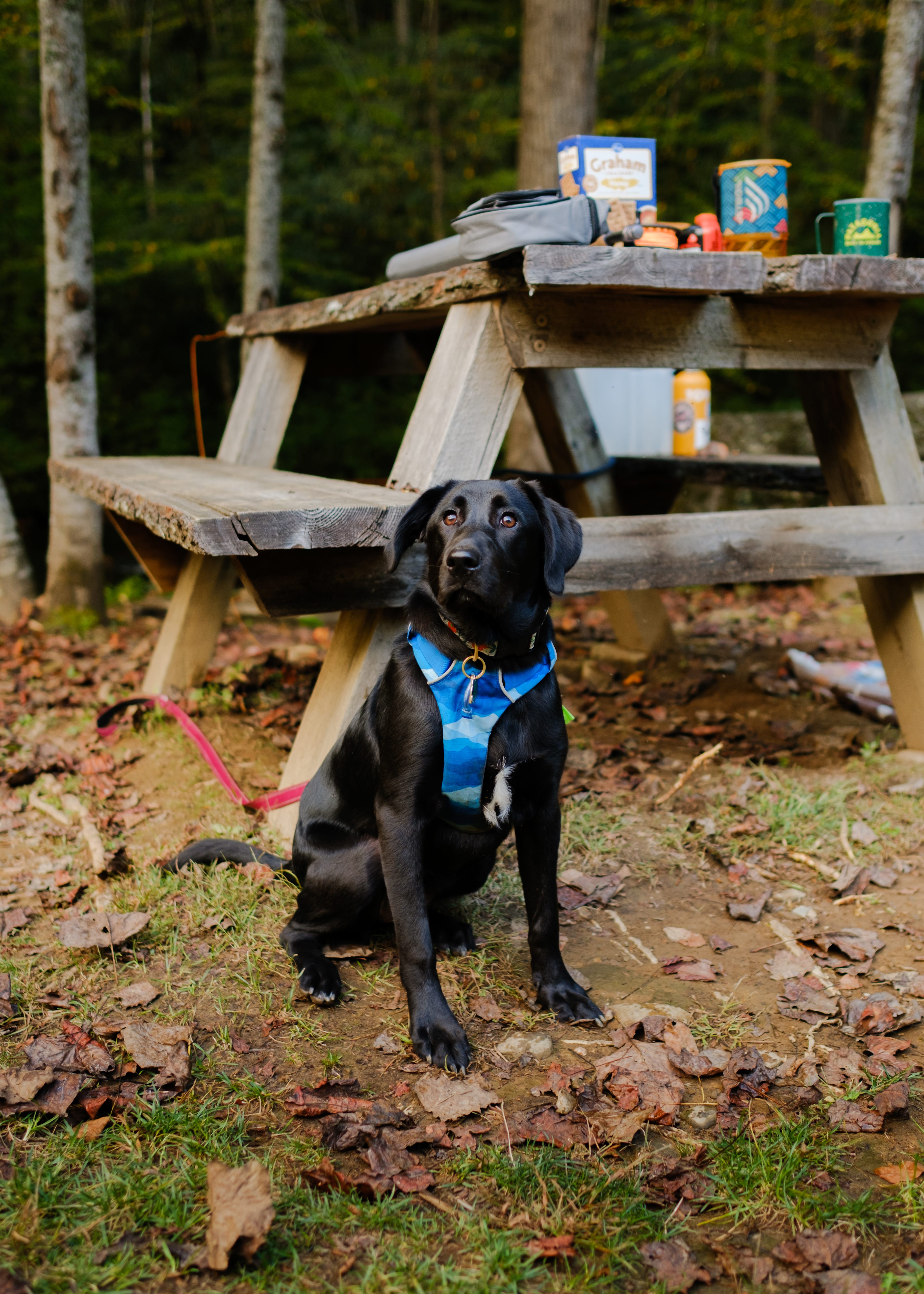 Site 1 - My pup "Howdy" patiently waiting for a walk near the picnic table 