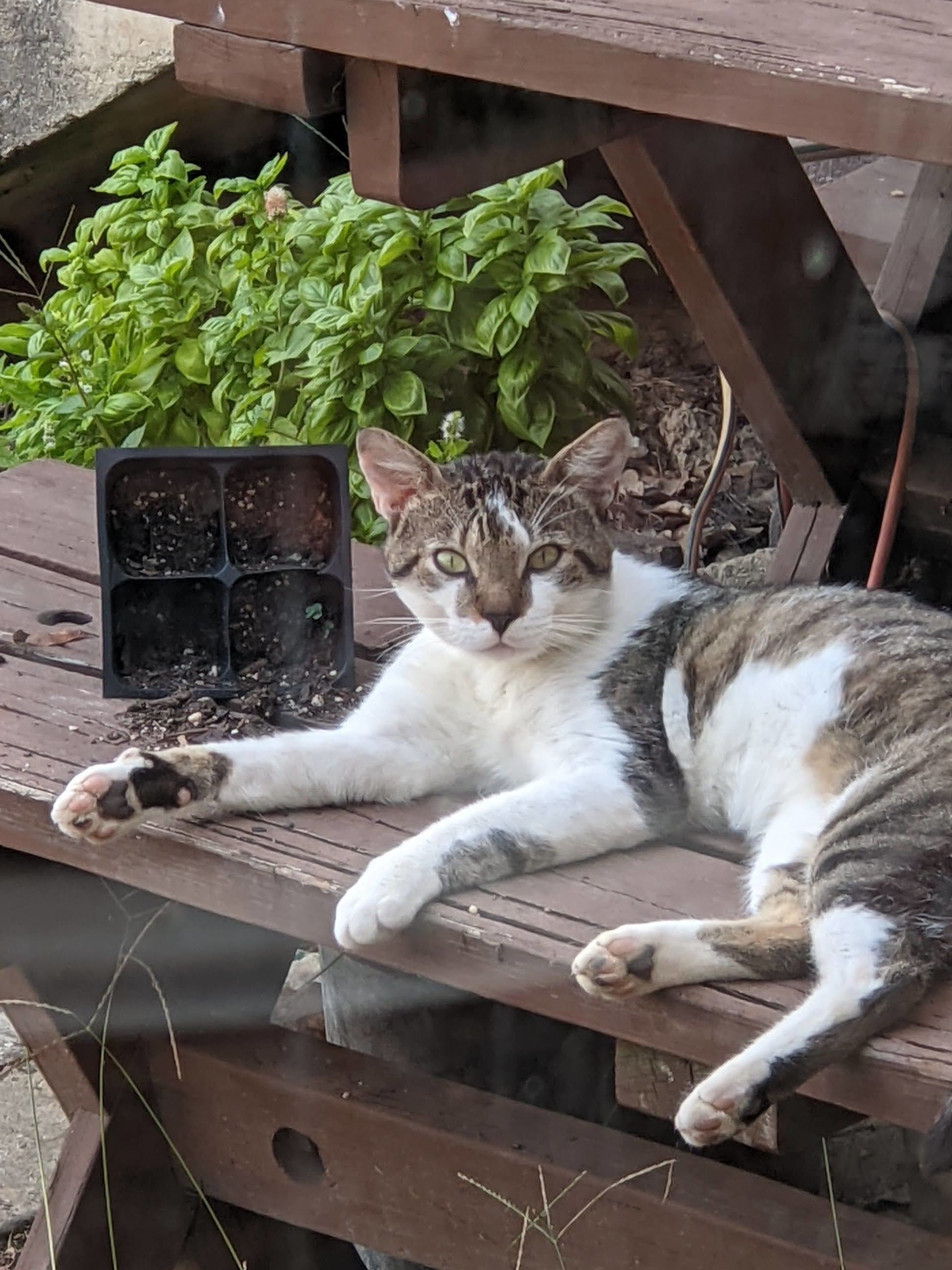 Scooter the farm cat in front of the planter he knocked over and the basil in full bloom behind him.