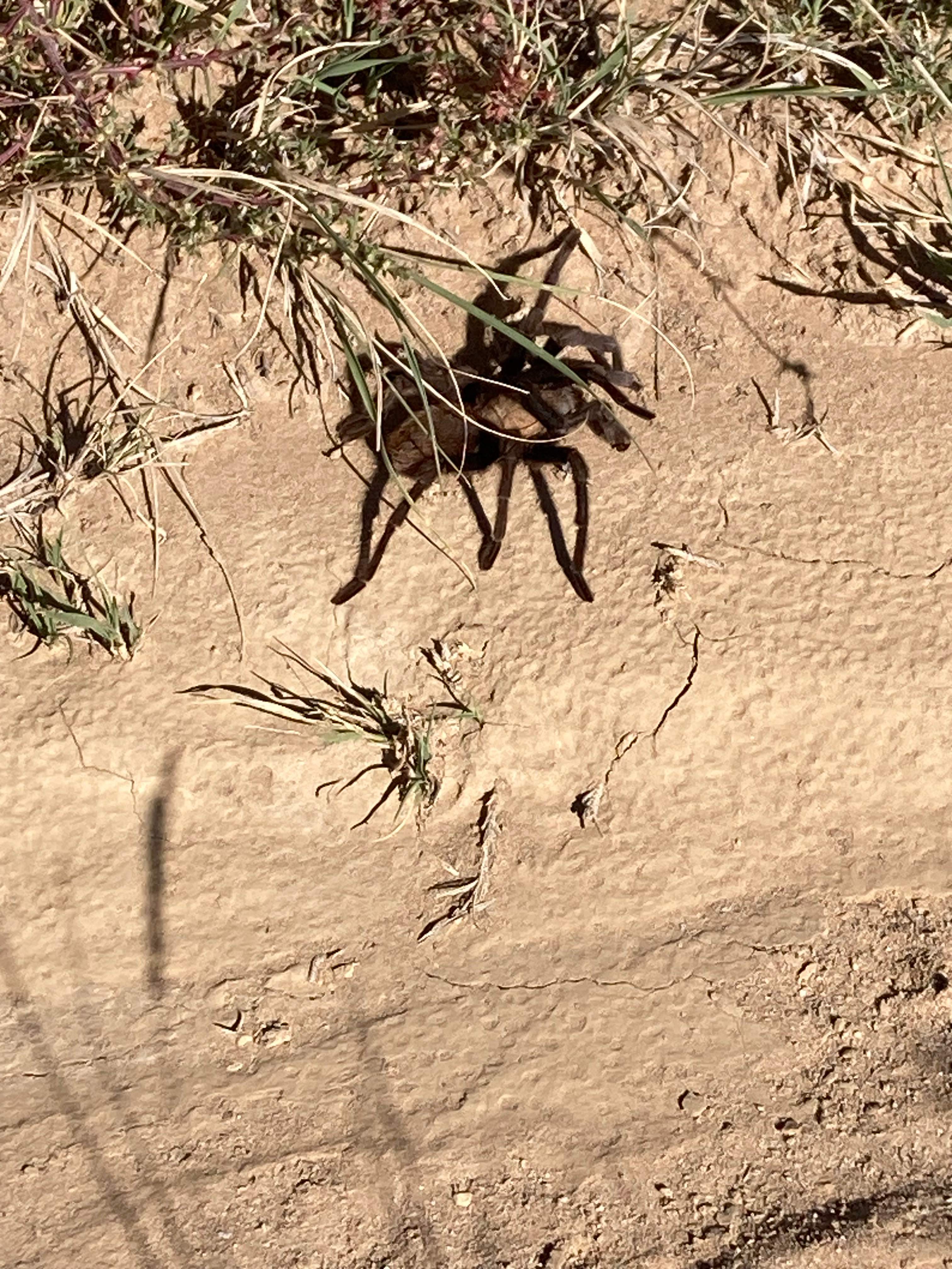 Tarantula mating season