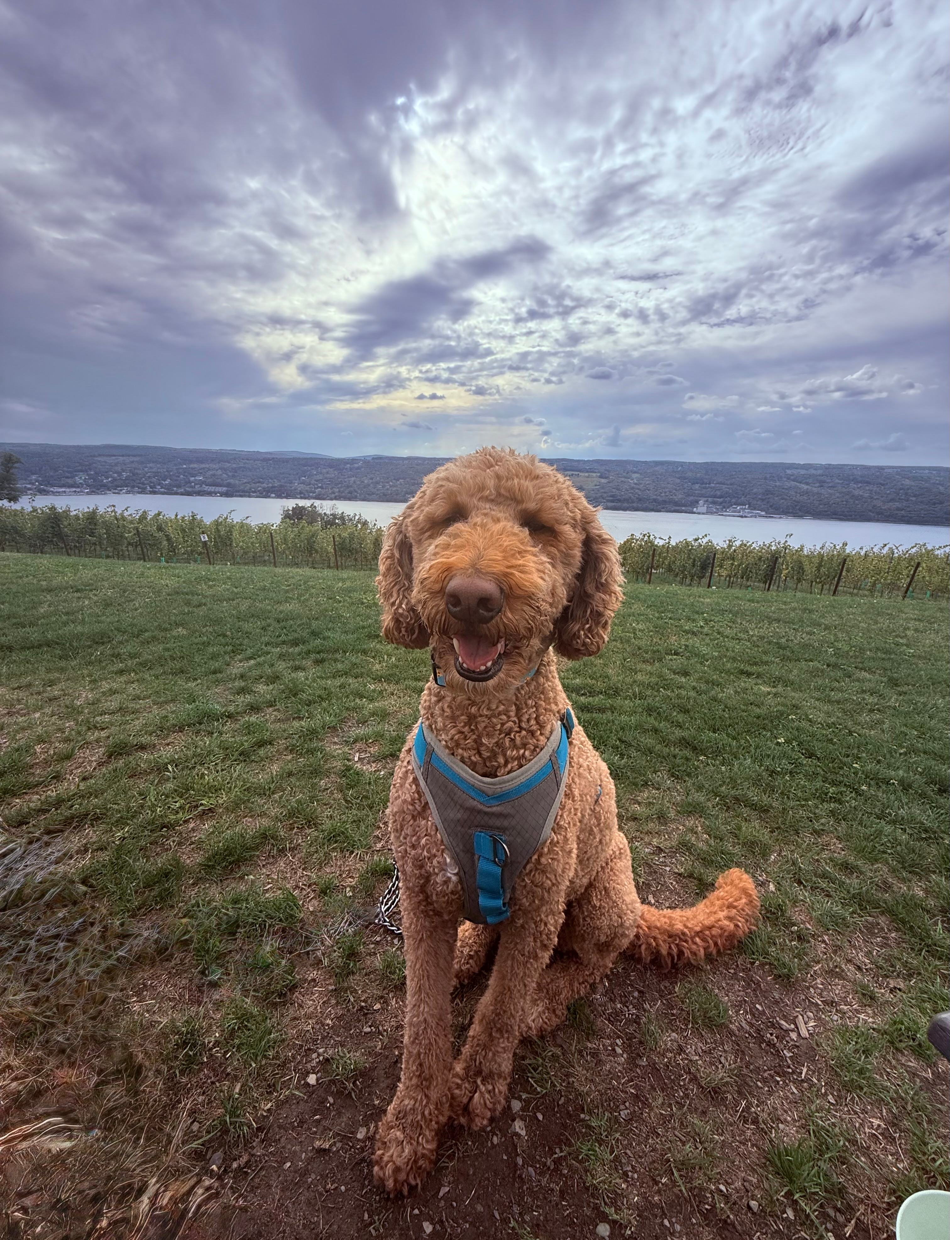 Hillock and Hobbes Winery