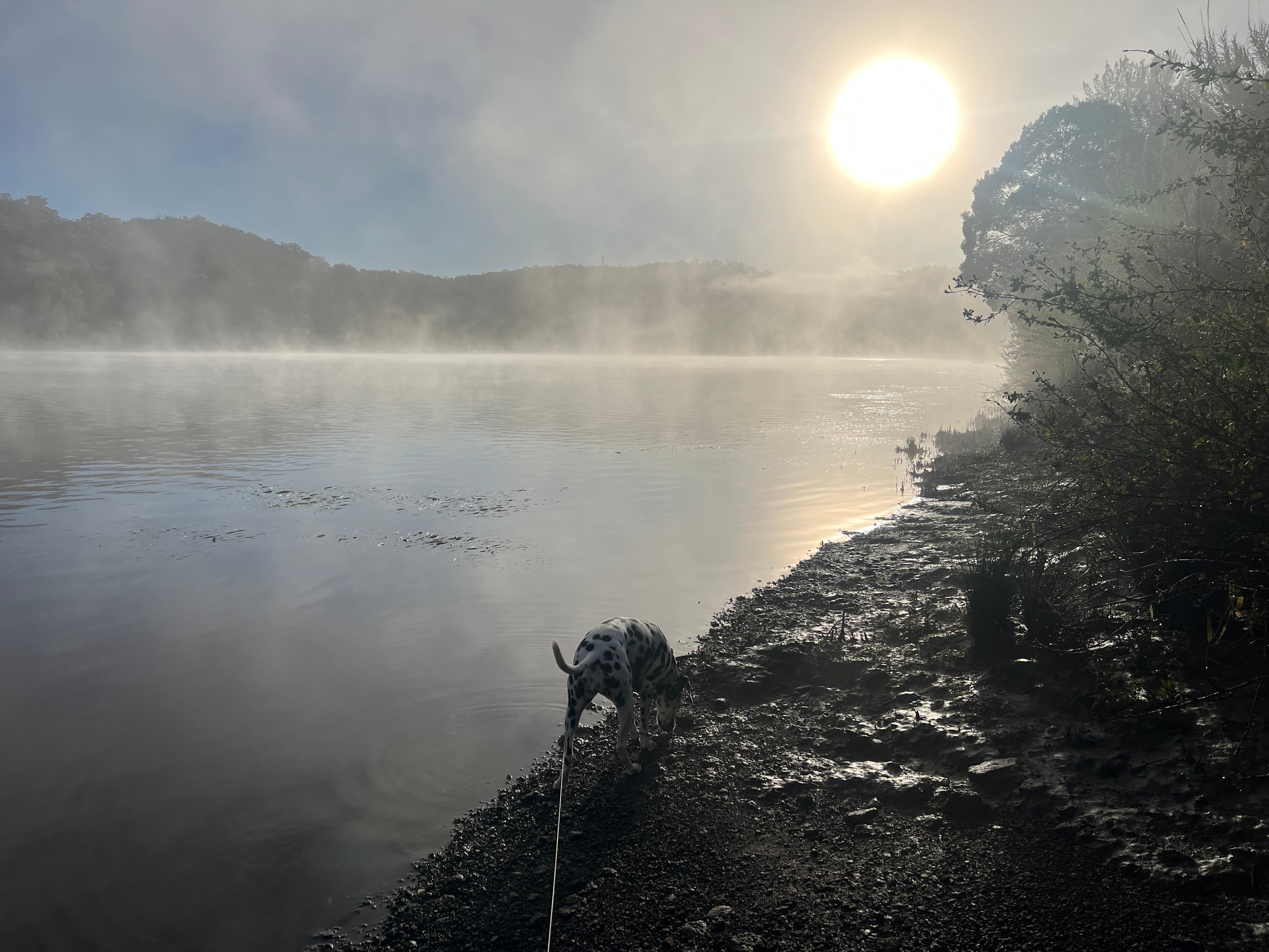 At dawn by the River