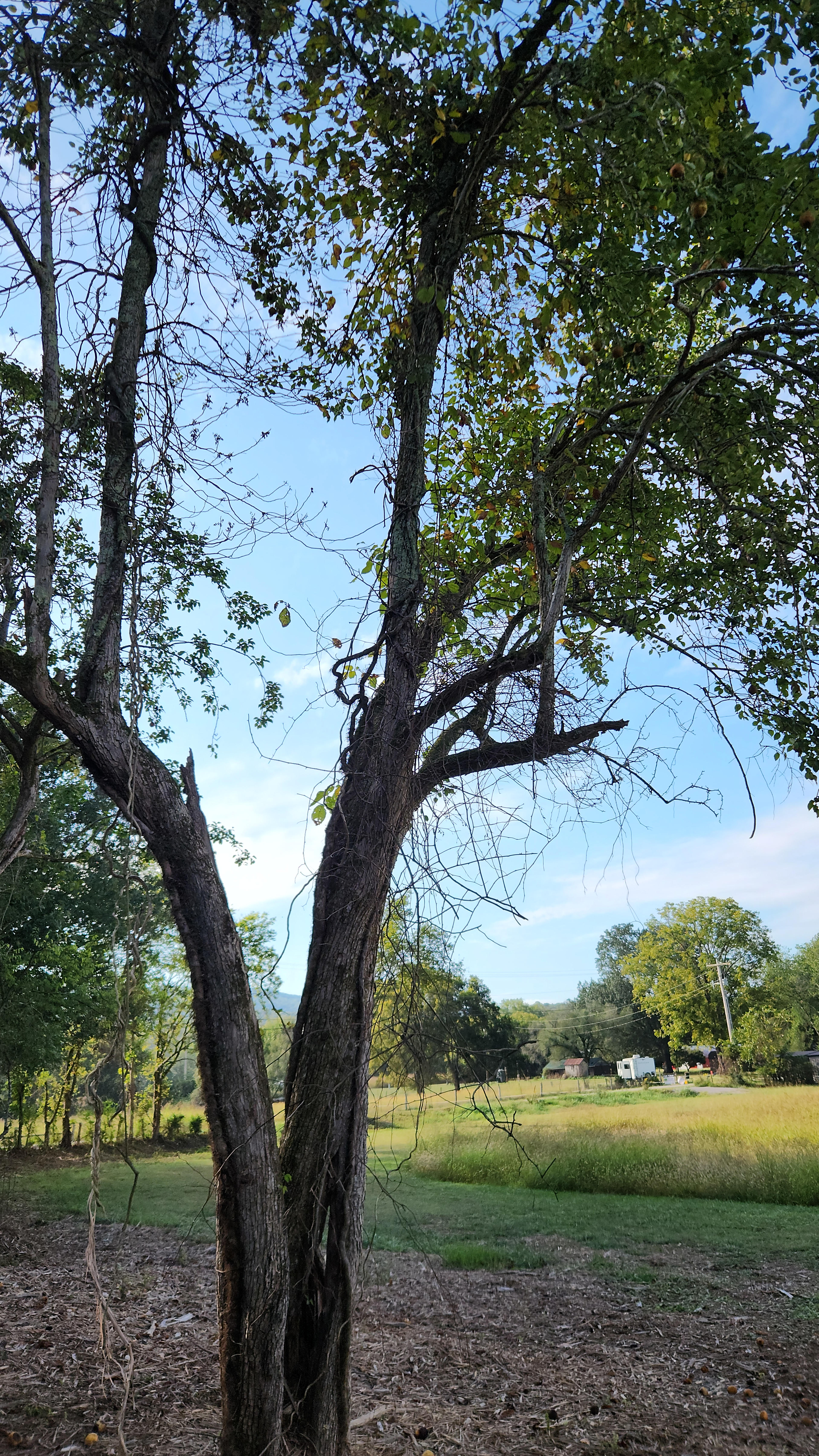 Ole Limestone Campground