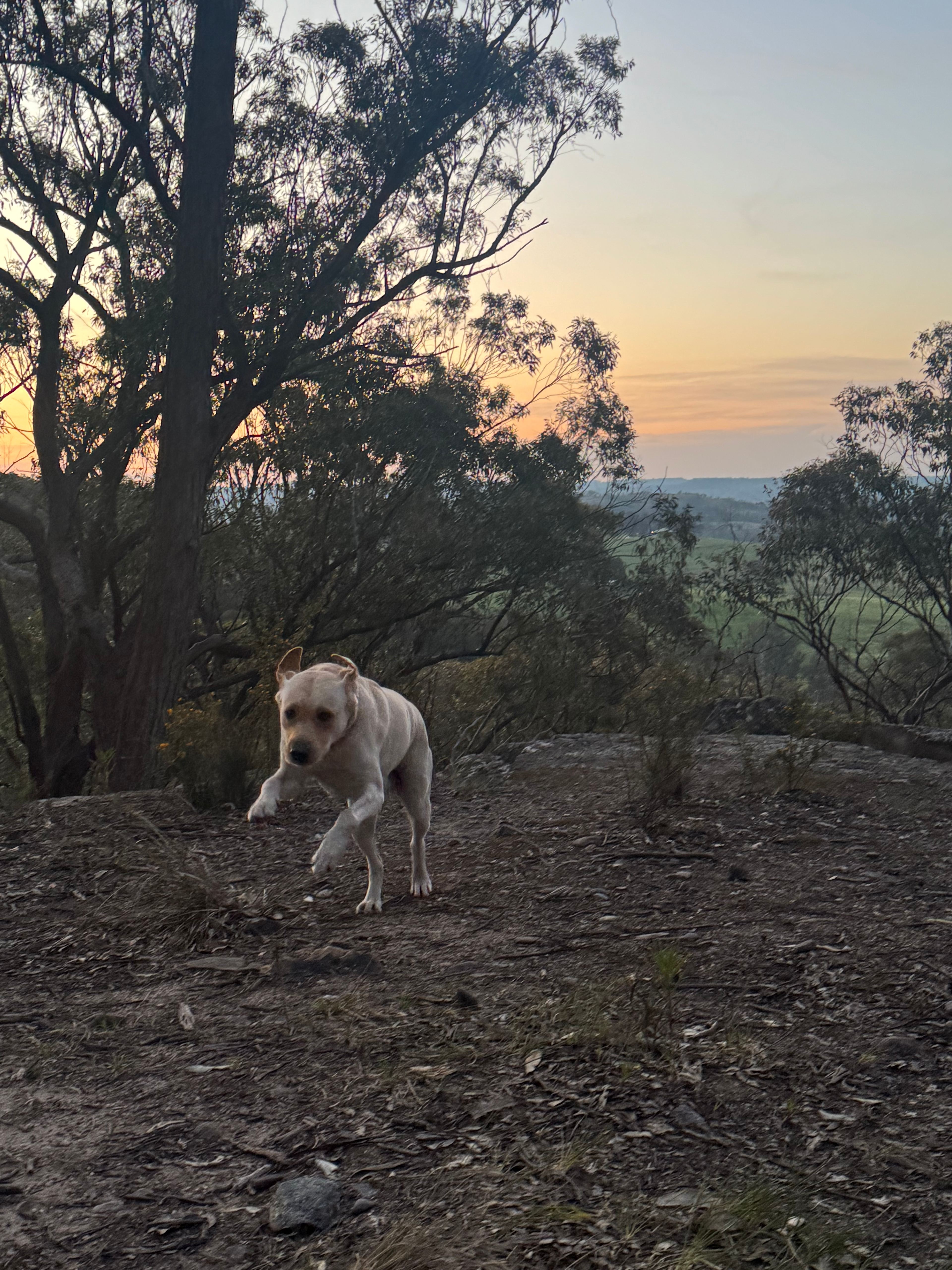 Wildwoods - Private bush surrounds