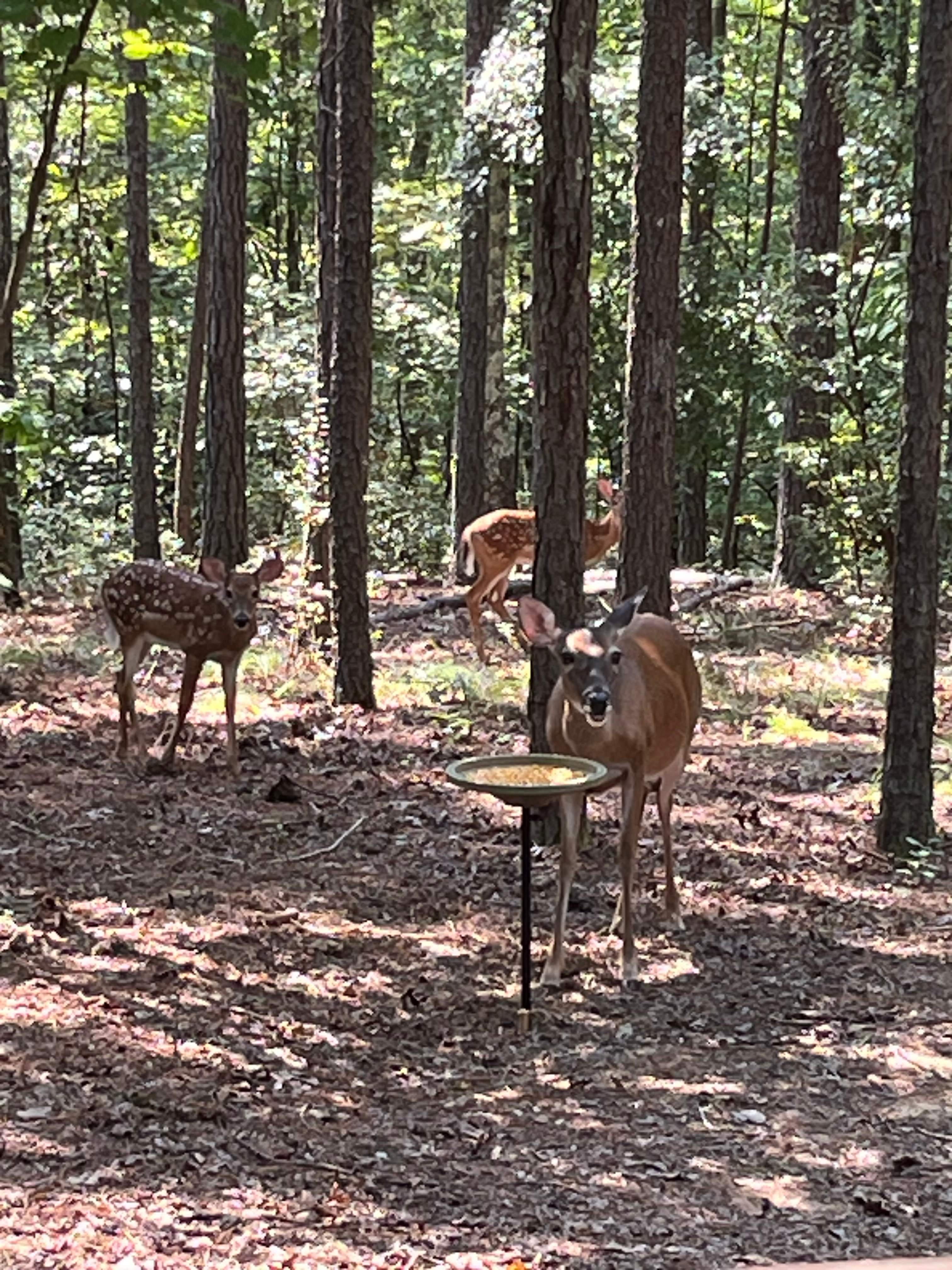 Sarana (peaceful refuge)