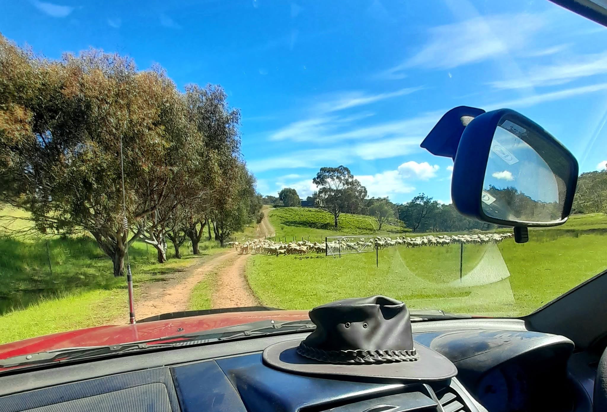 Honeywood Valley Farms