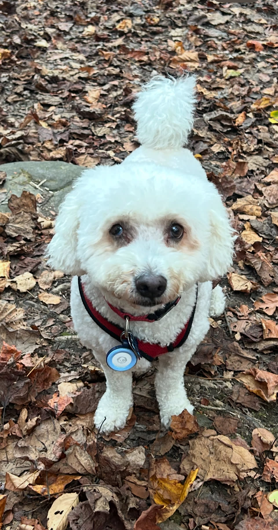 Fall fern family fun!