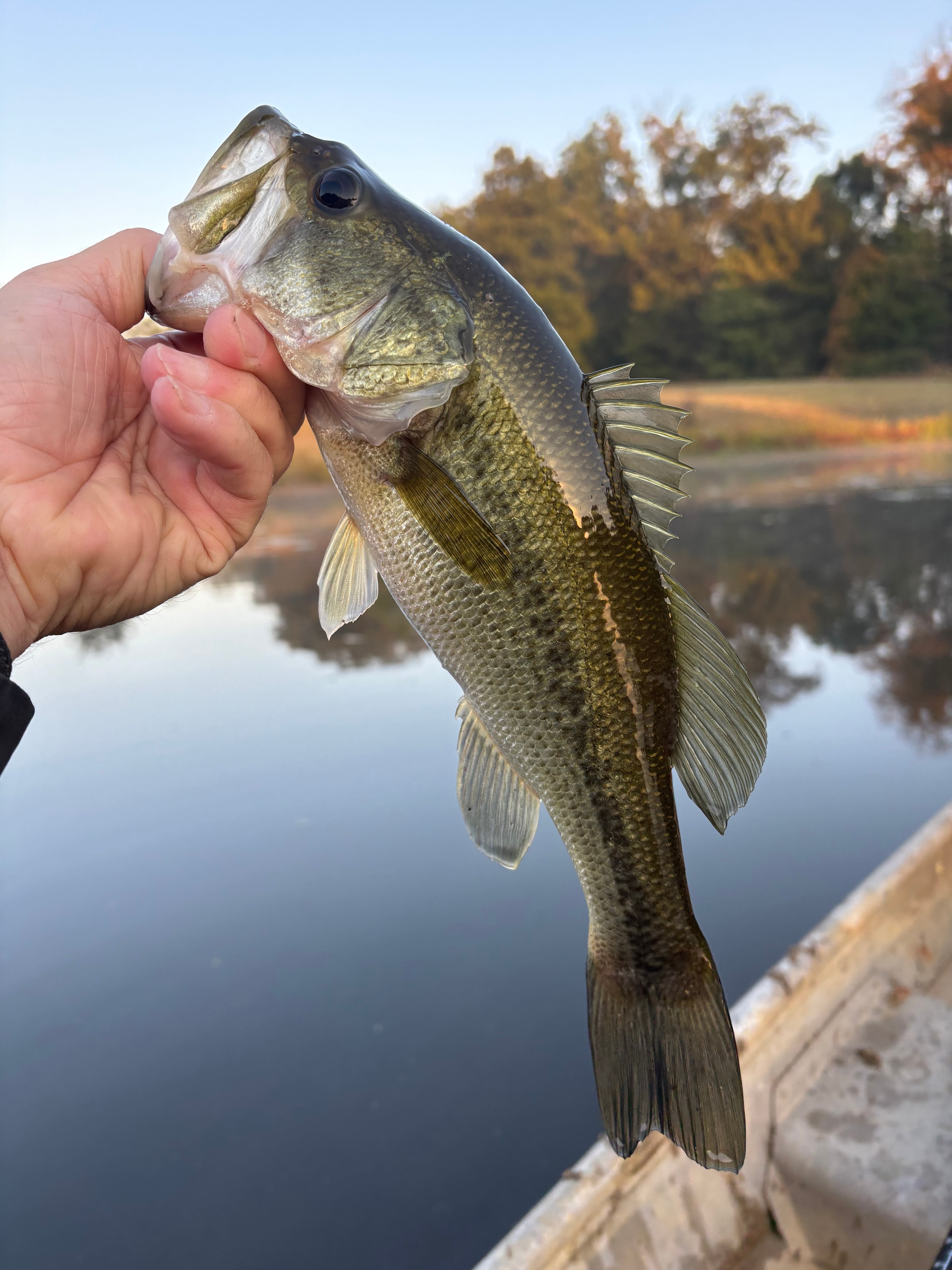 Nayture's Hilltop Farm