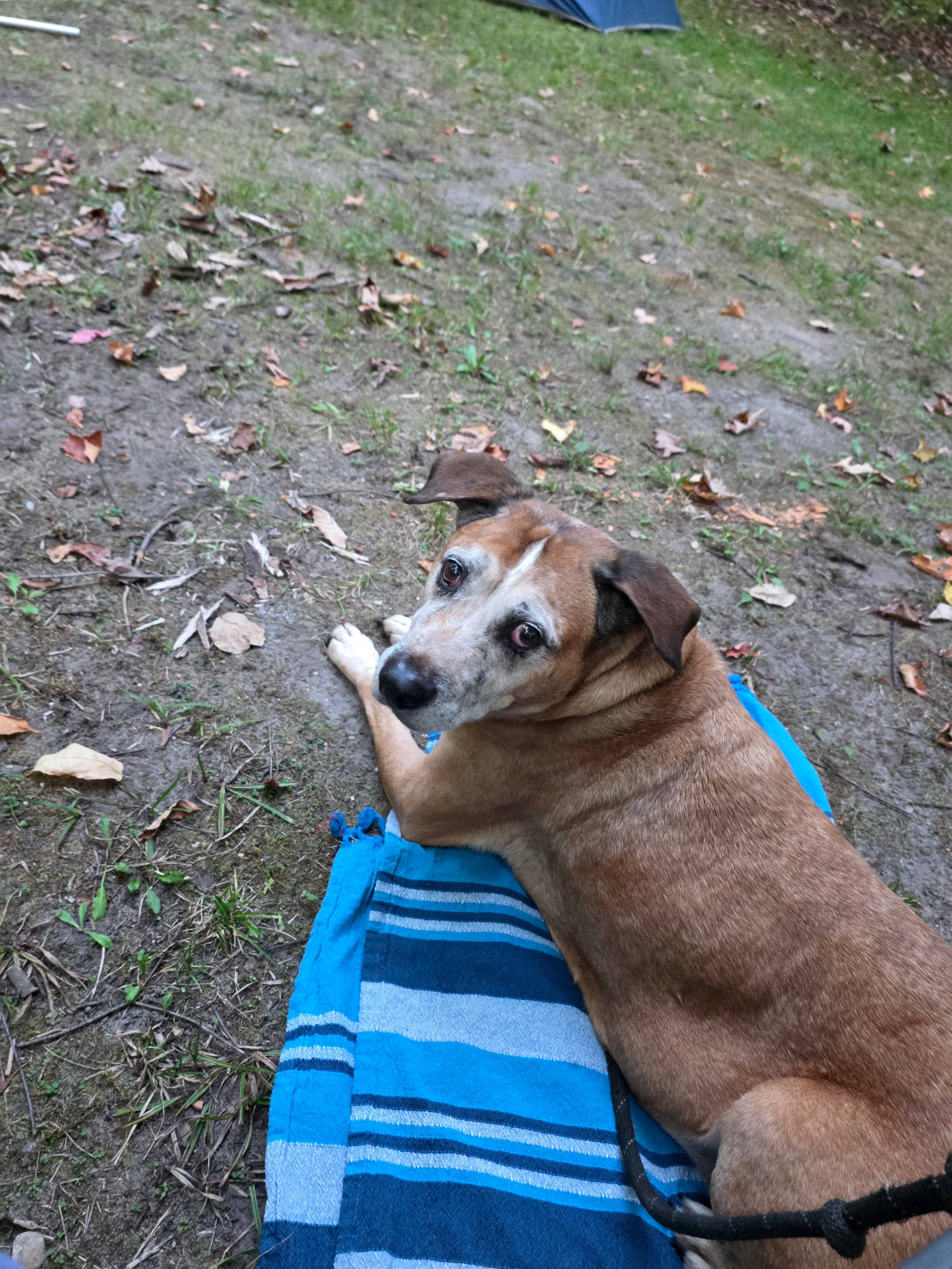 My old boy loved it.