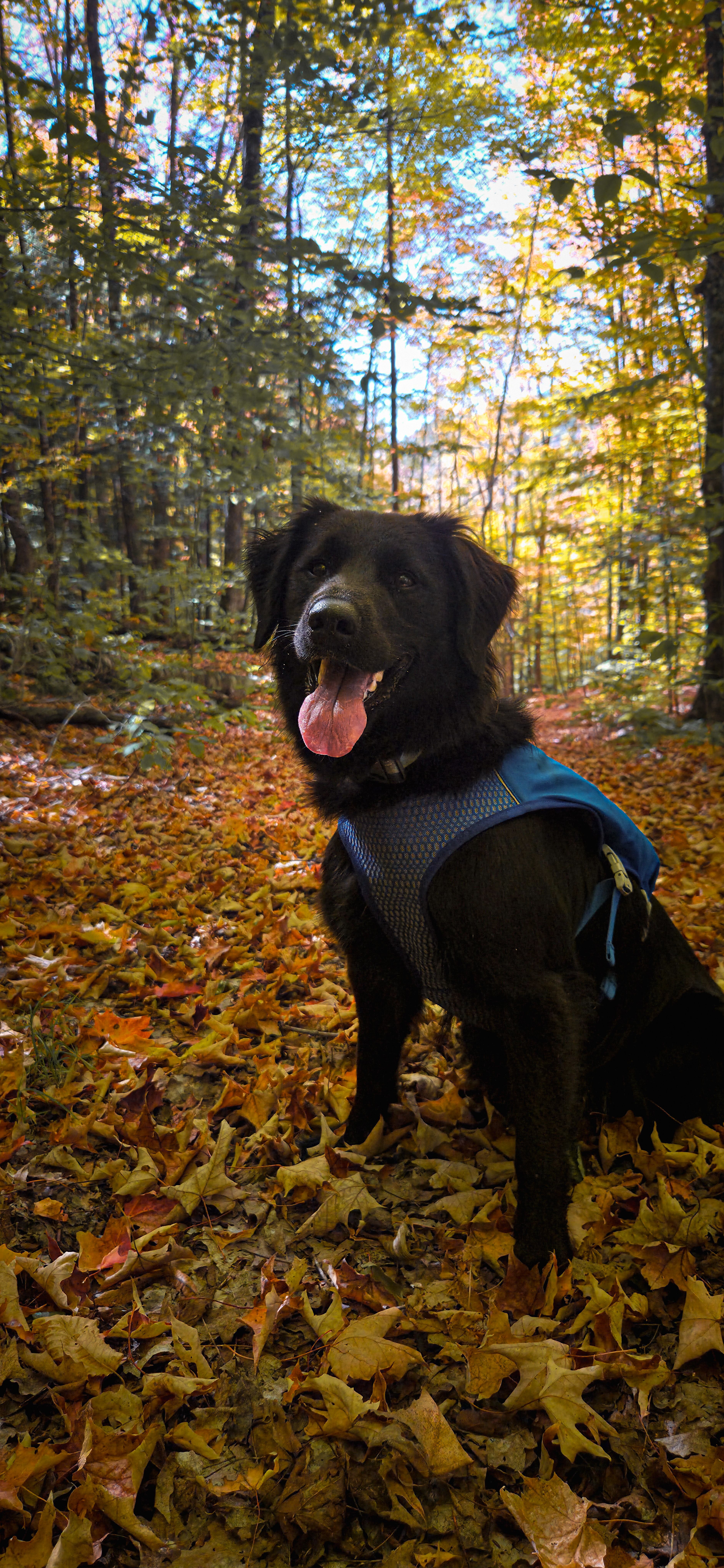 4-Season Cliffside Camp