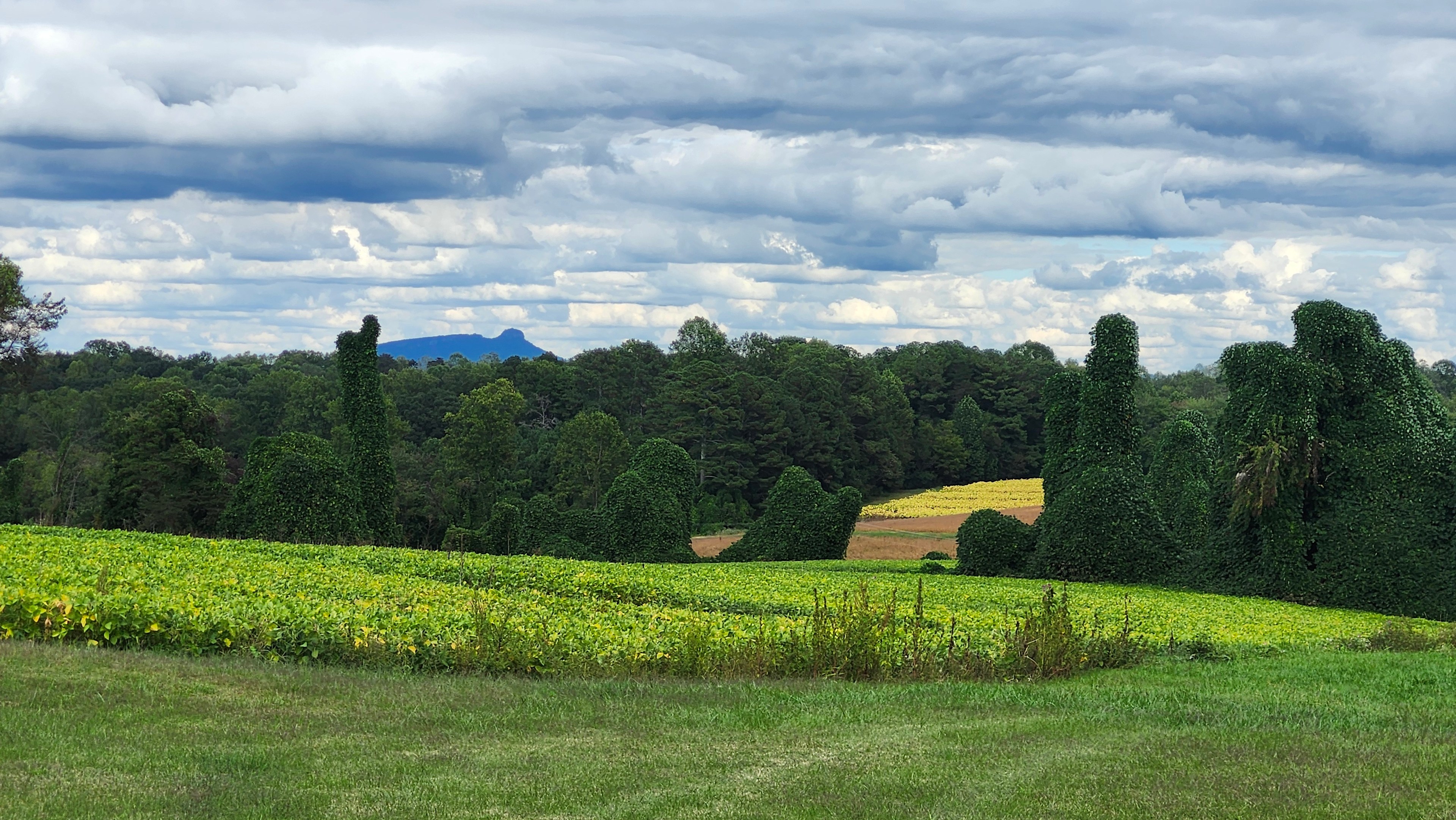 Ragapple Lassie Vineyard