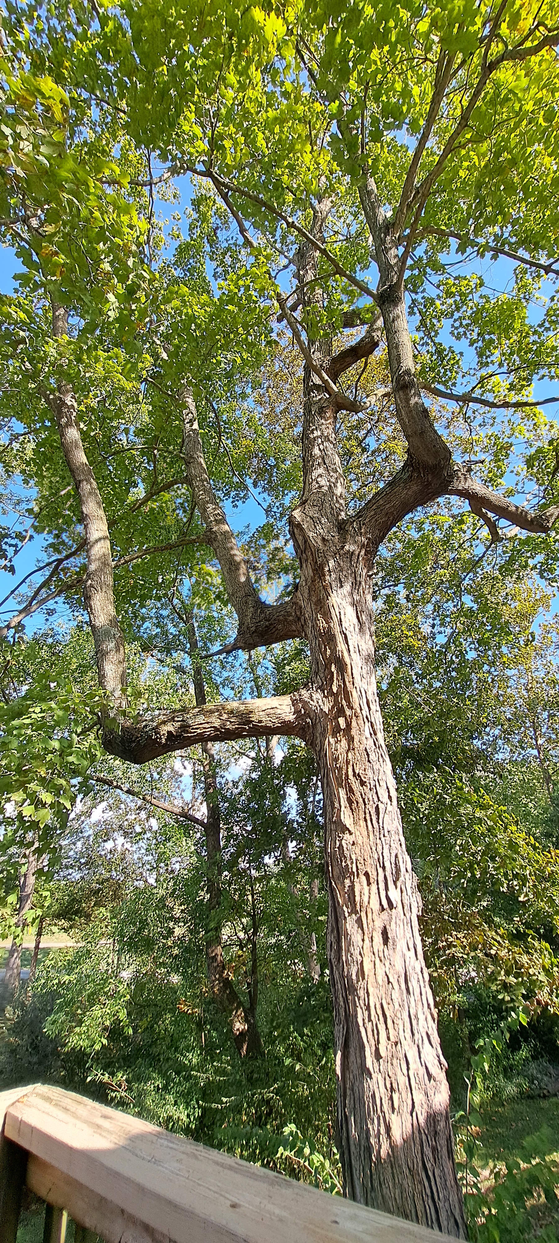 Cozy Cabin Close To Kinkaid Lake