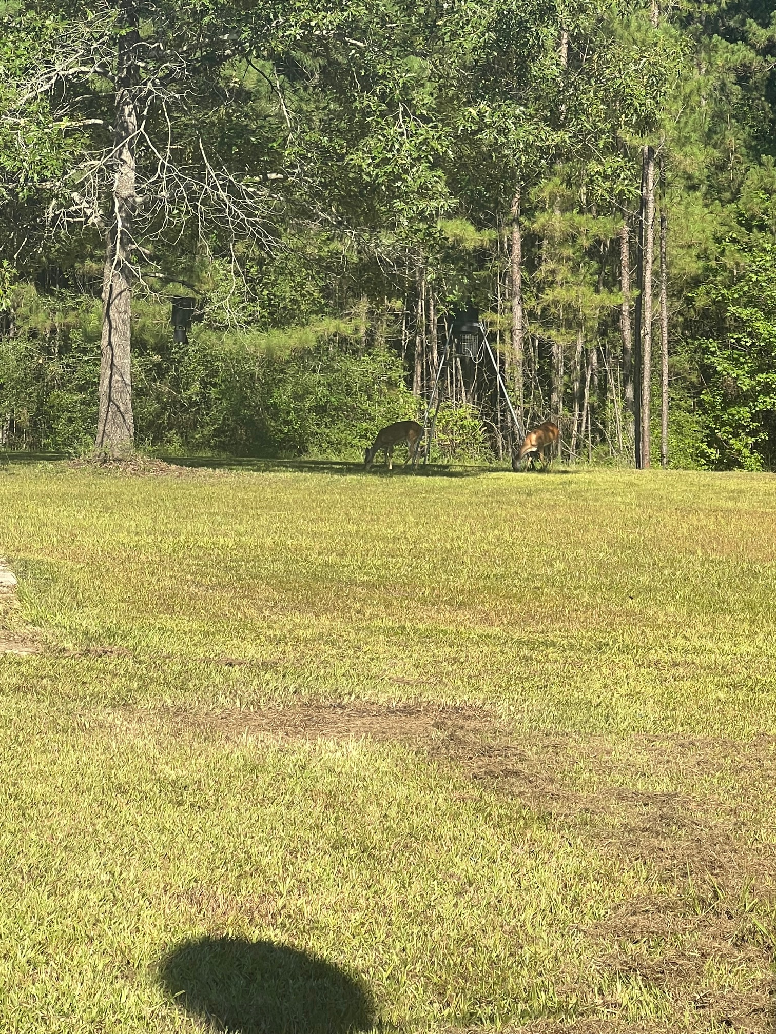 Zavalla Wooded Privacy