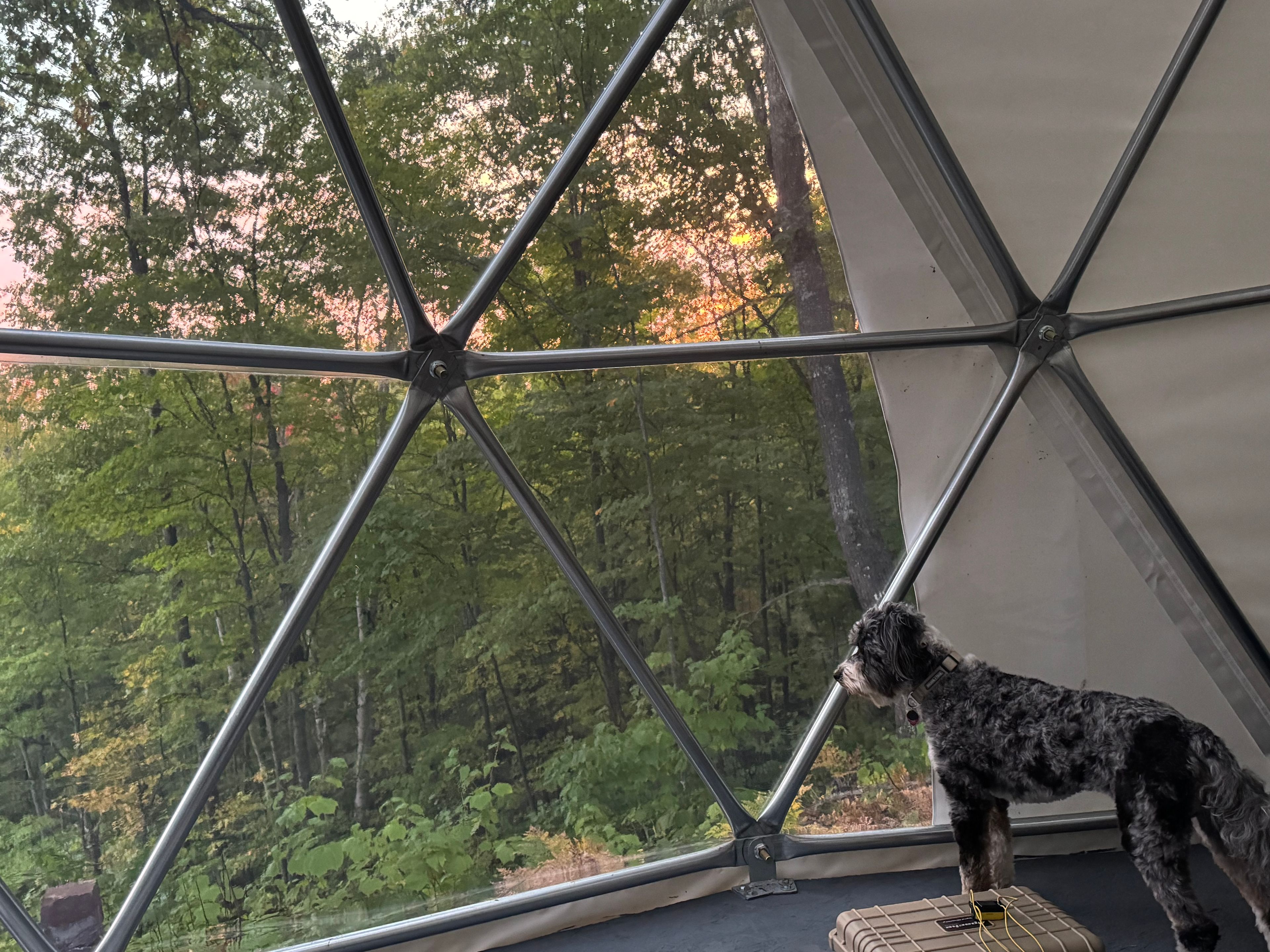 Timber enjoying the view 