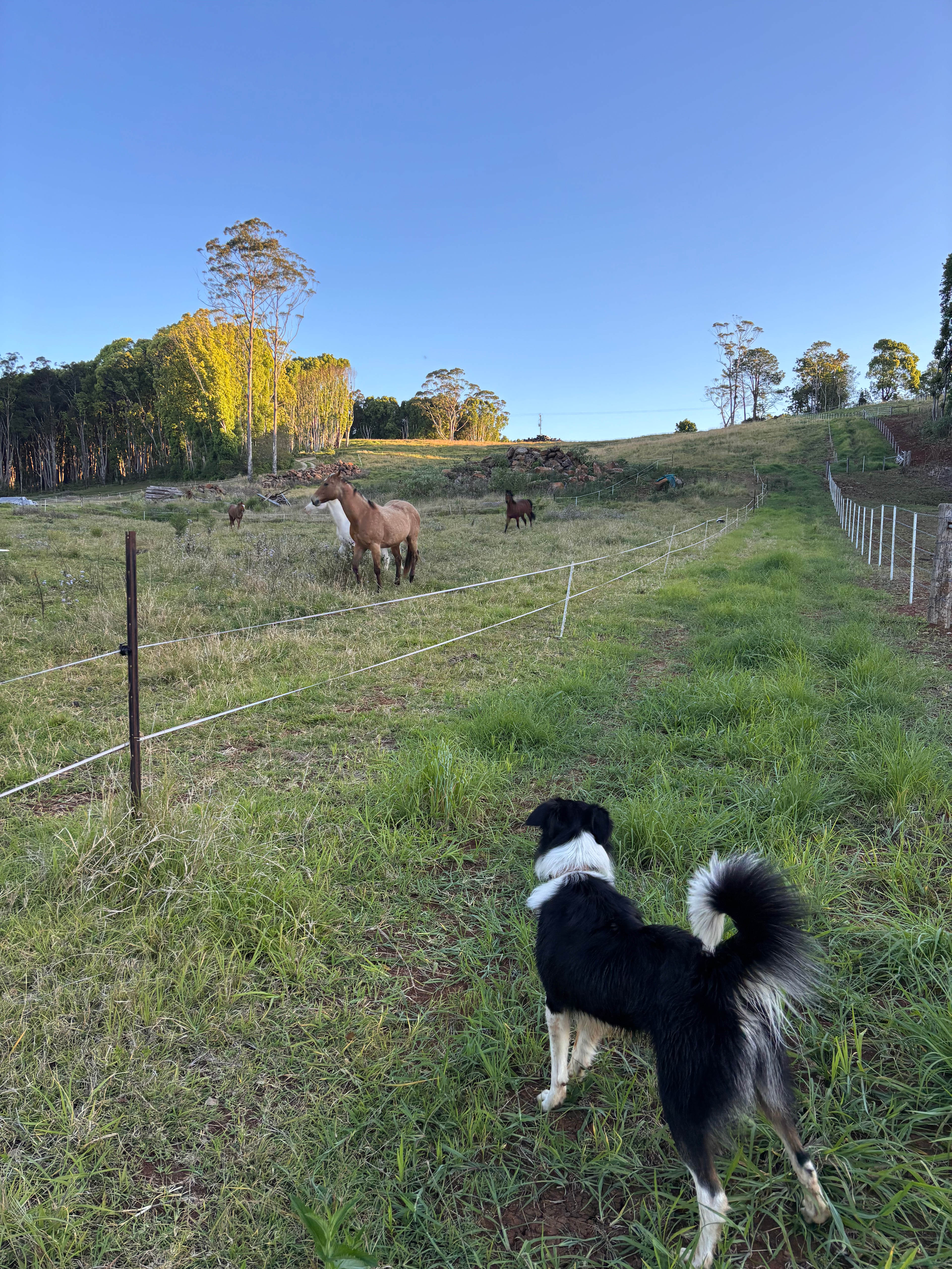 Fern gully Creek, Coorabell