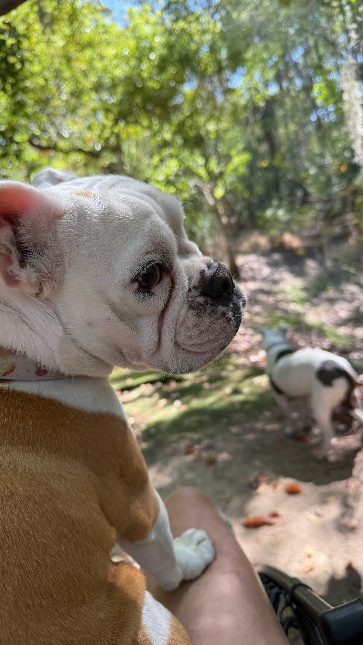 The Enchanted Paddock