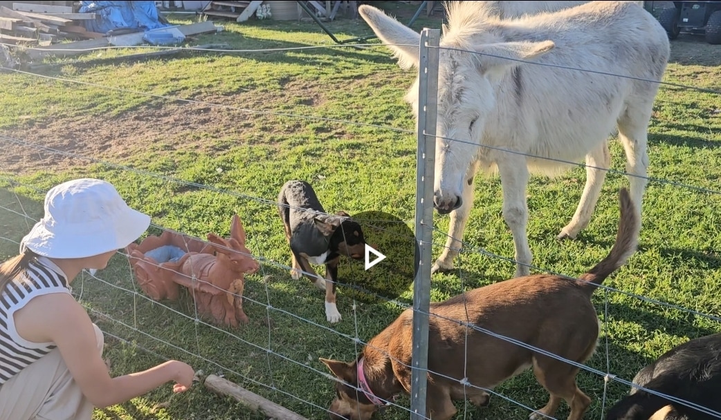 My daughter playing with farm animals. 
