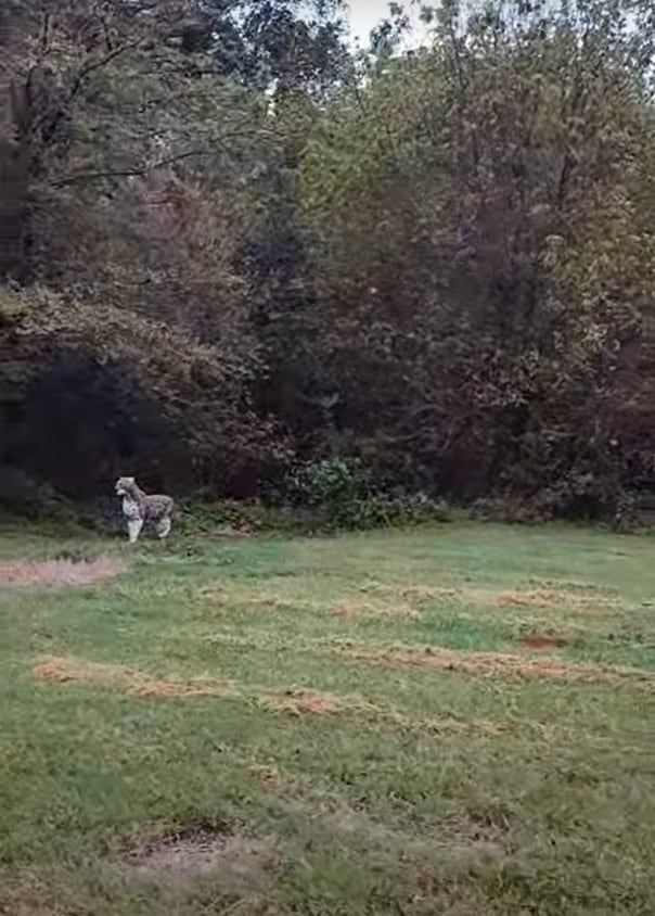 3D Archery (Leopard) Target