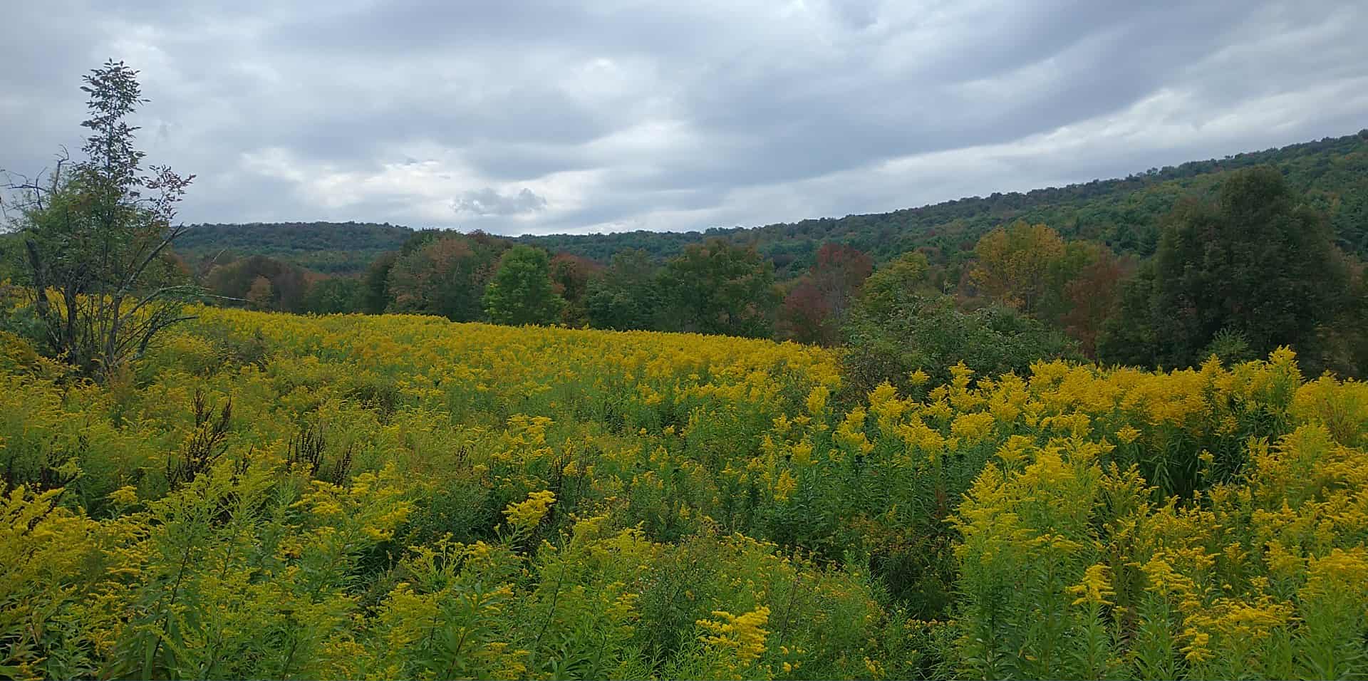 Luxury Glamping Cabin
